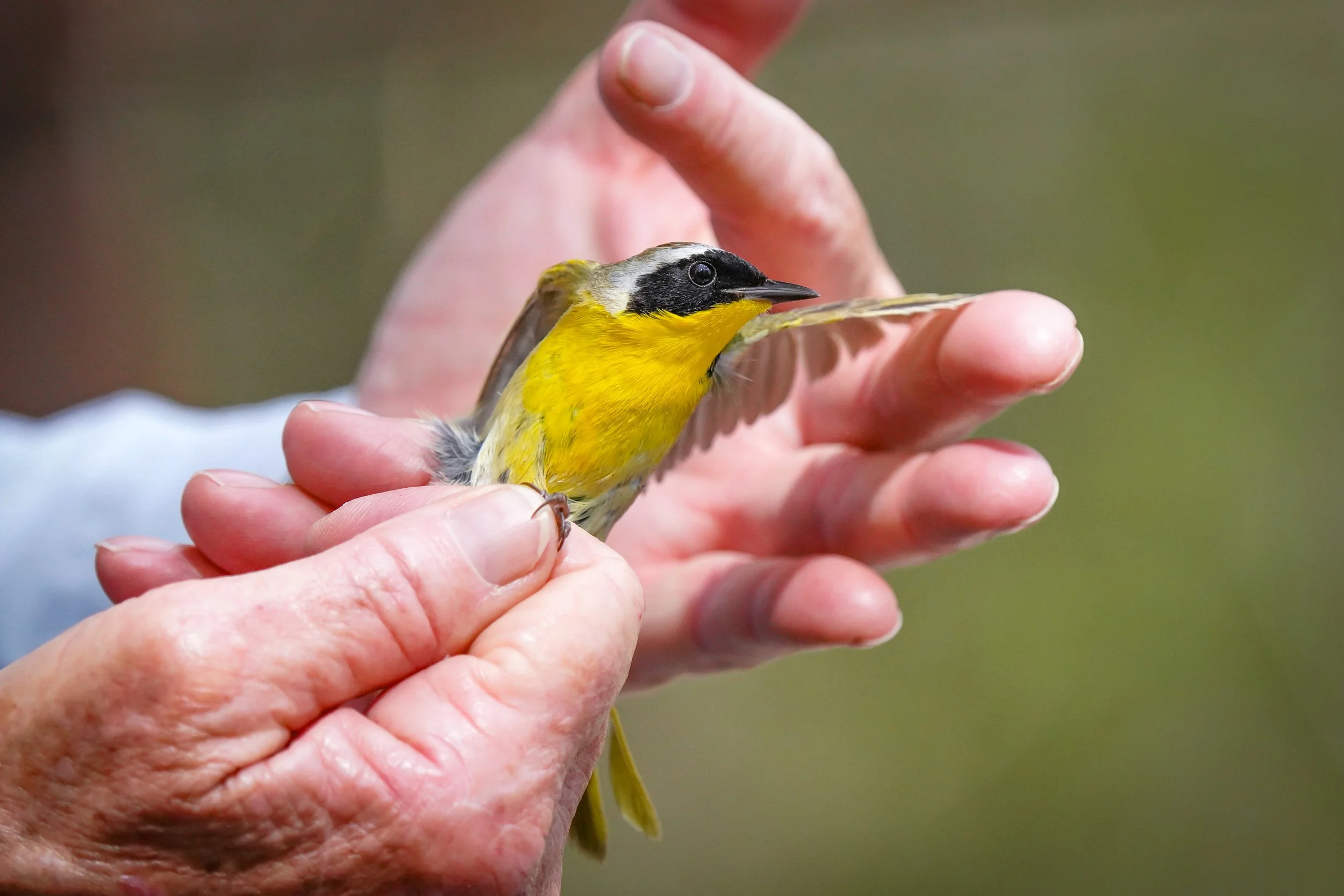 Examining the wings