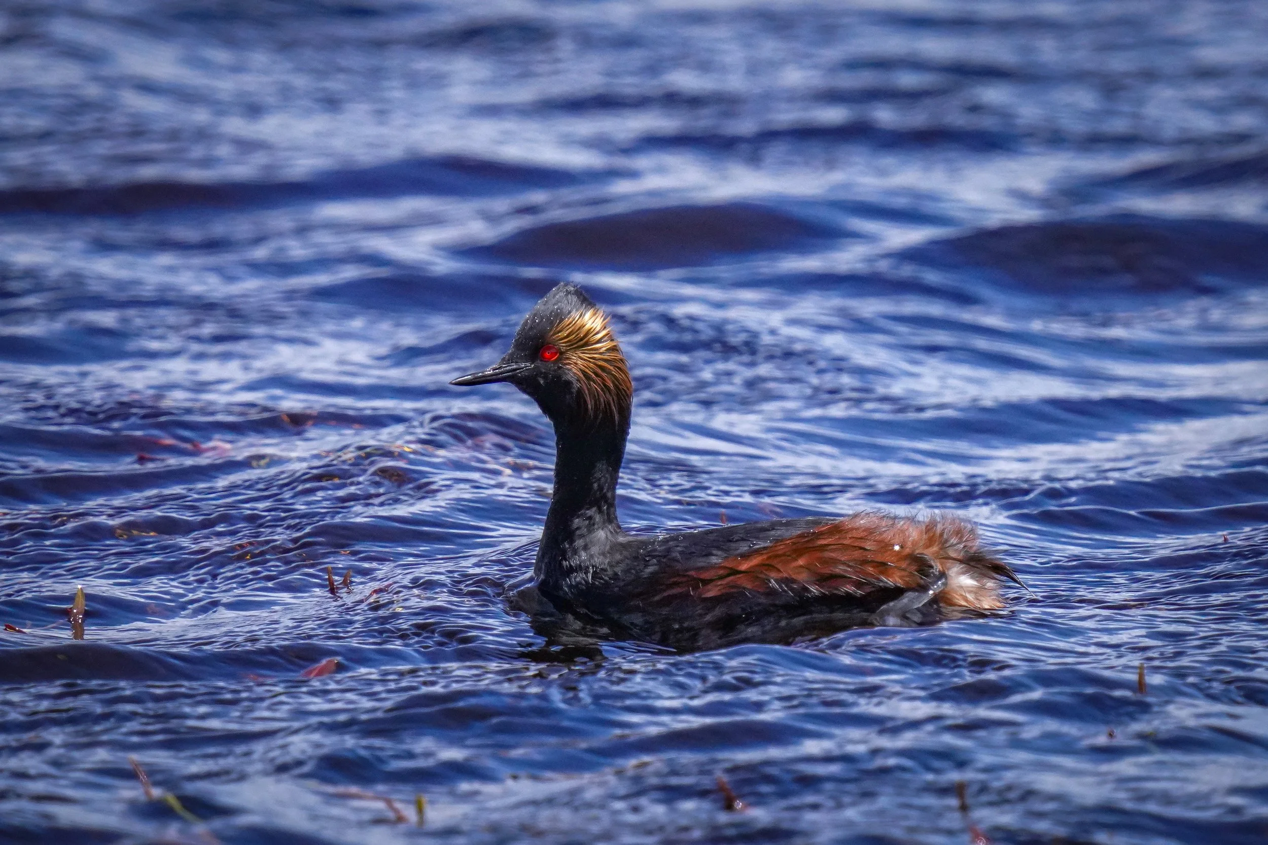 Eared Grebe