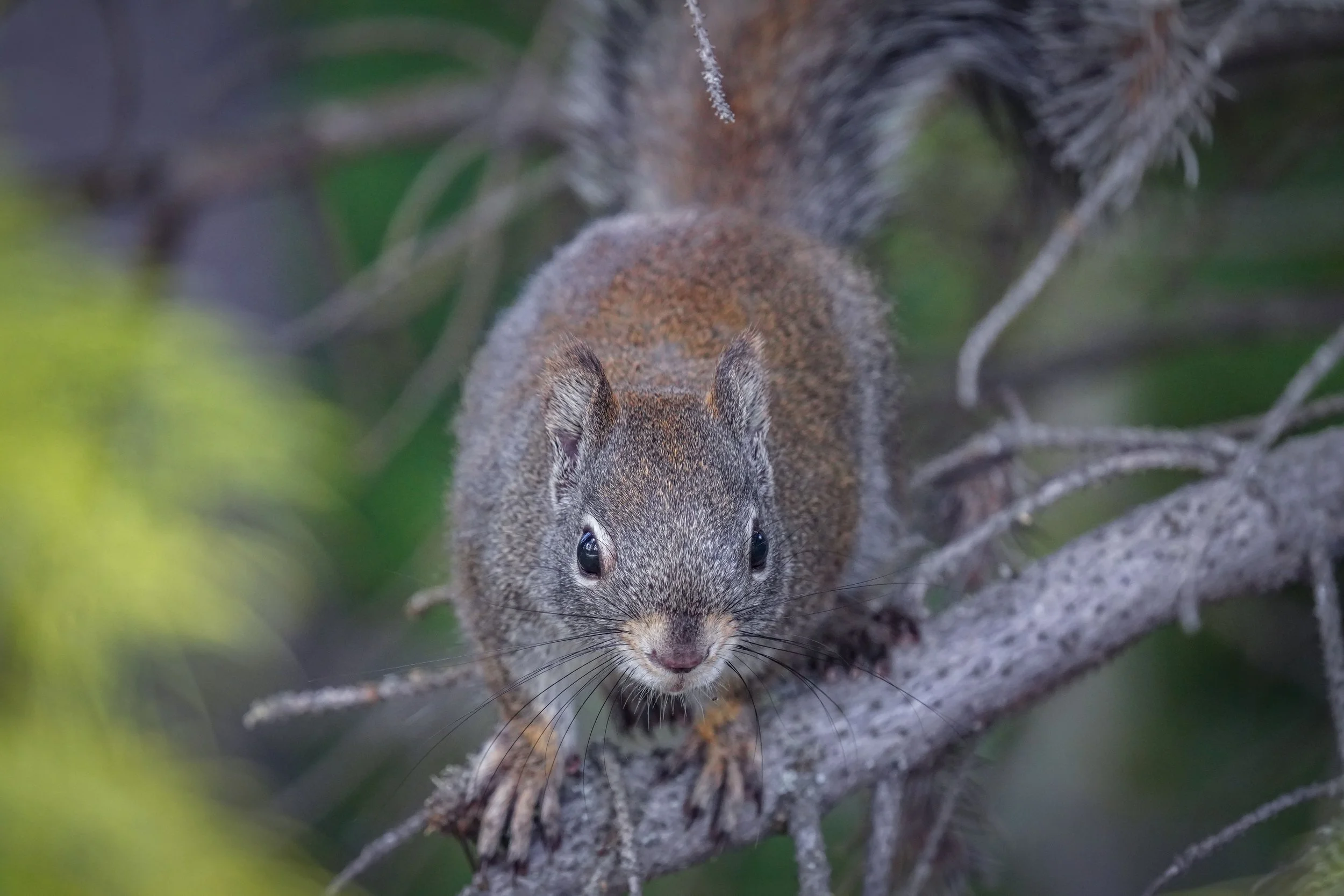Surprise squirrel!