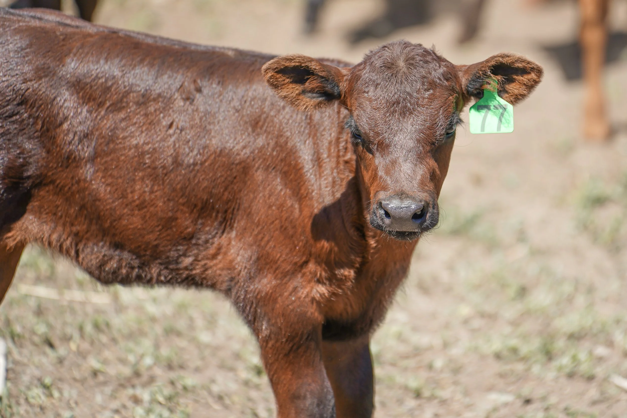 A curious calf