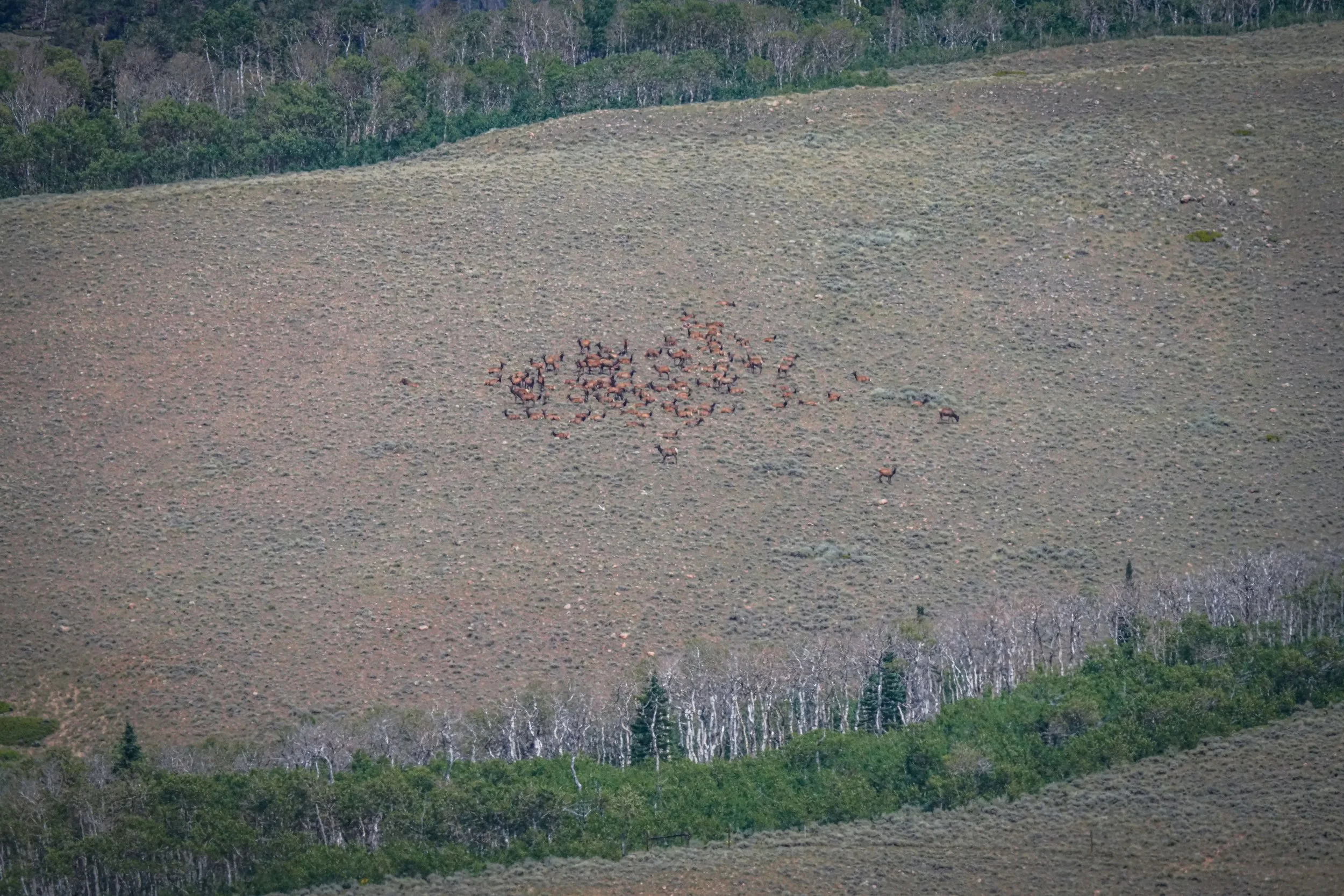 Large herd of elk we spotted in the sagebrush