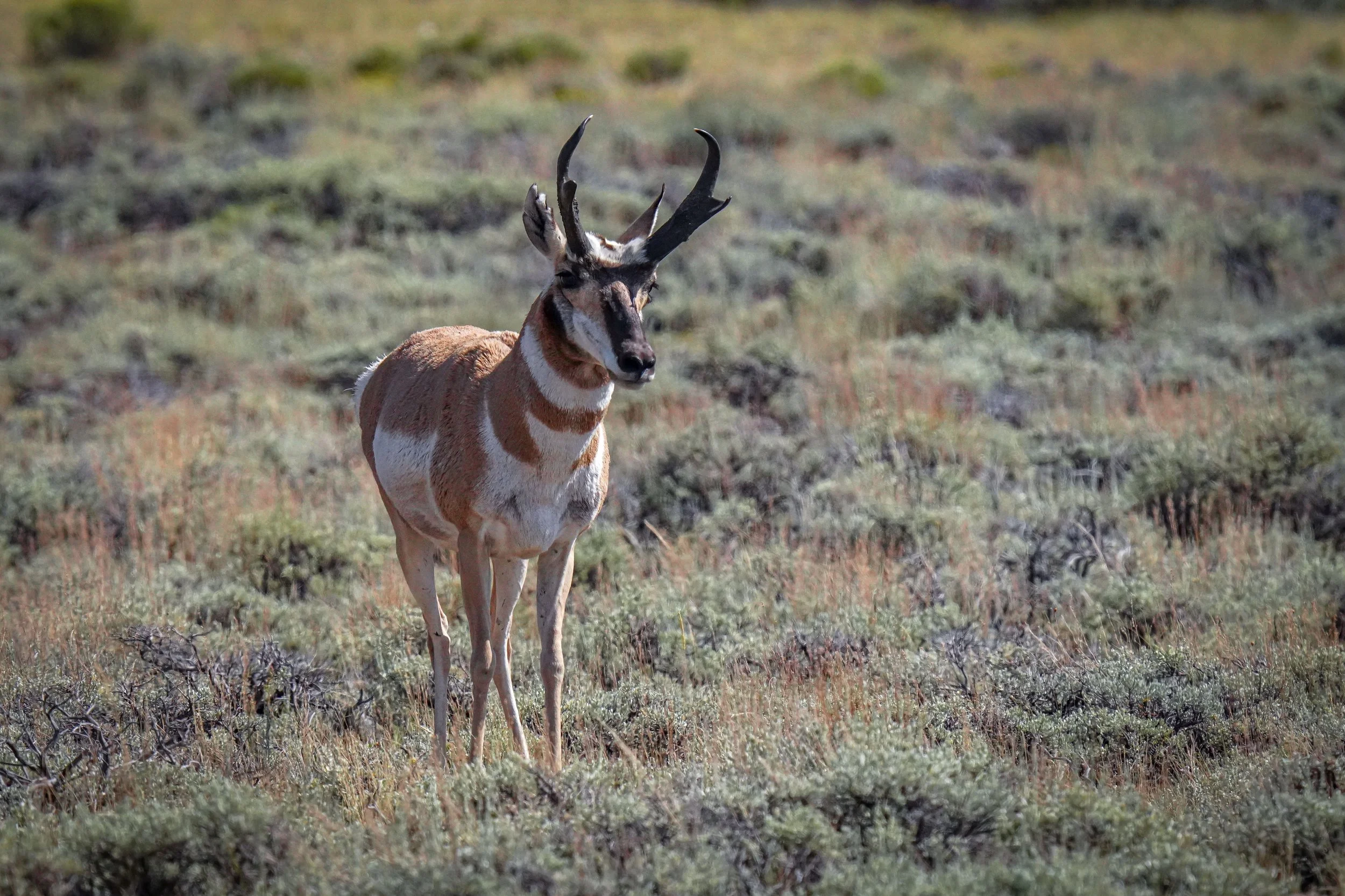 Proud papa pronghorn