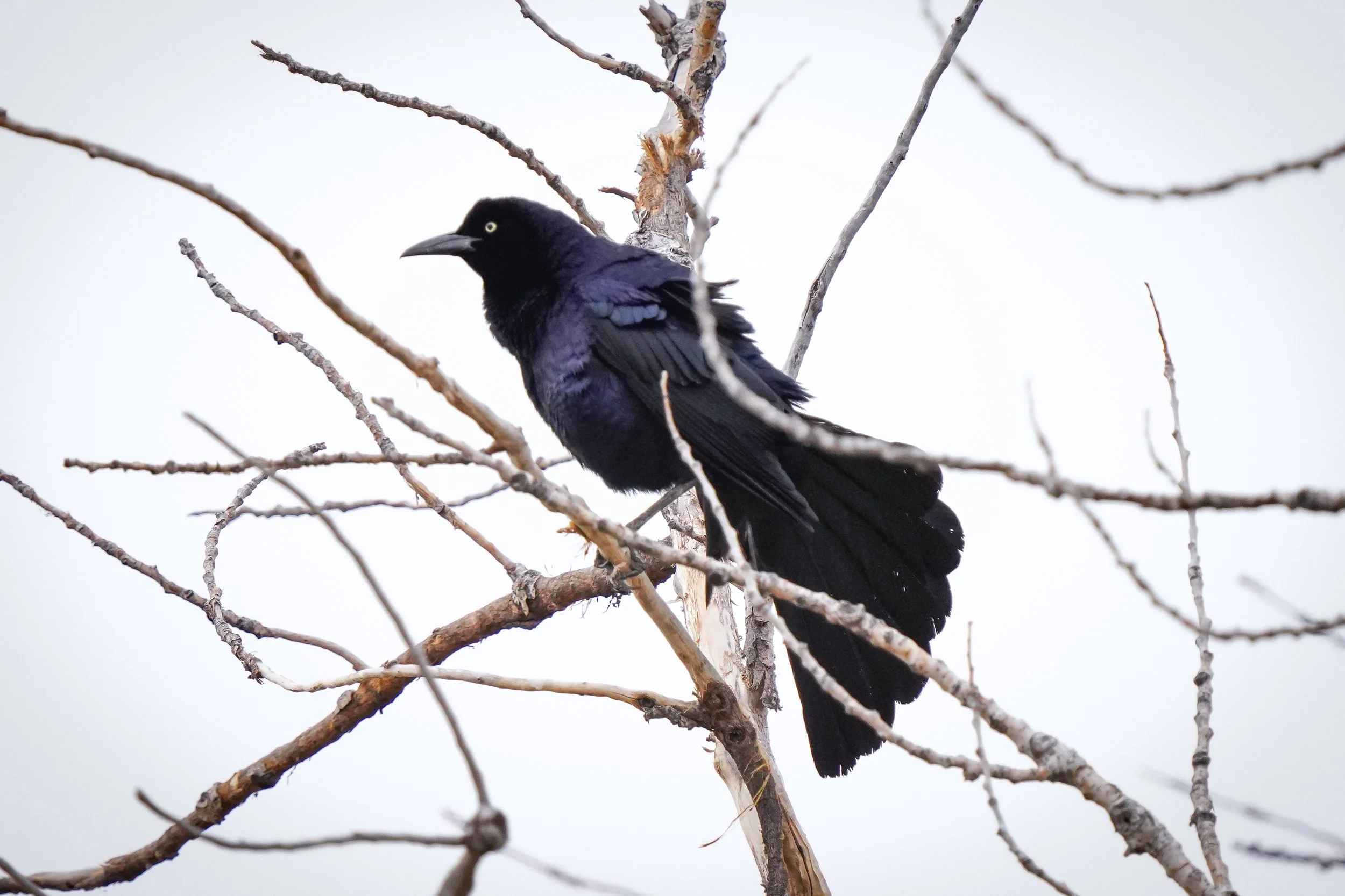 Great-tailed Grackle