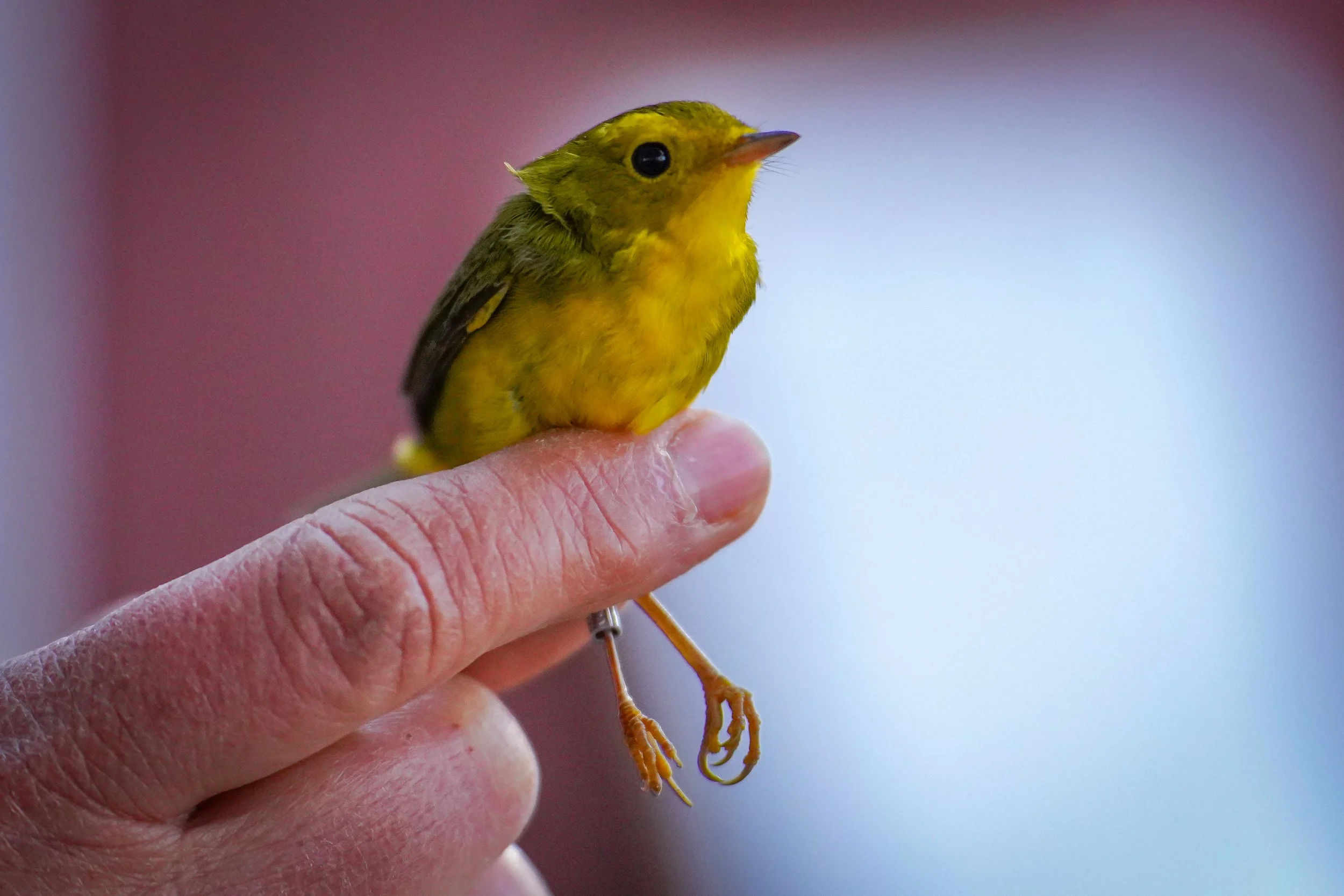 Wilson's warbler