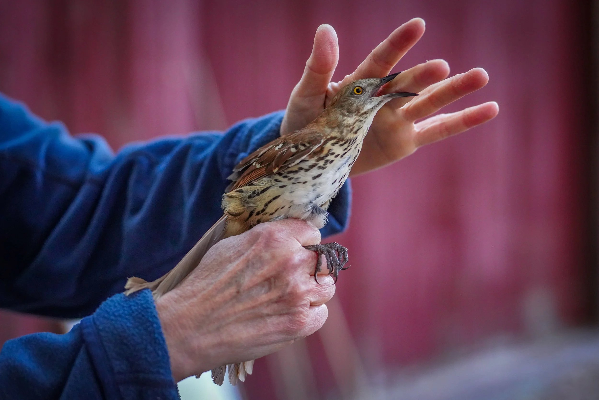 Brown thrasher