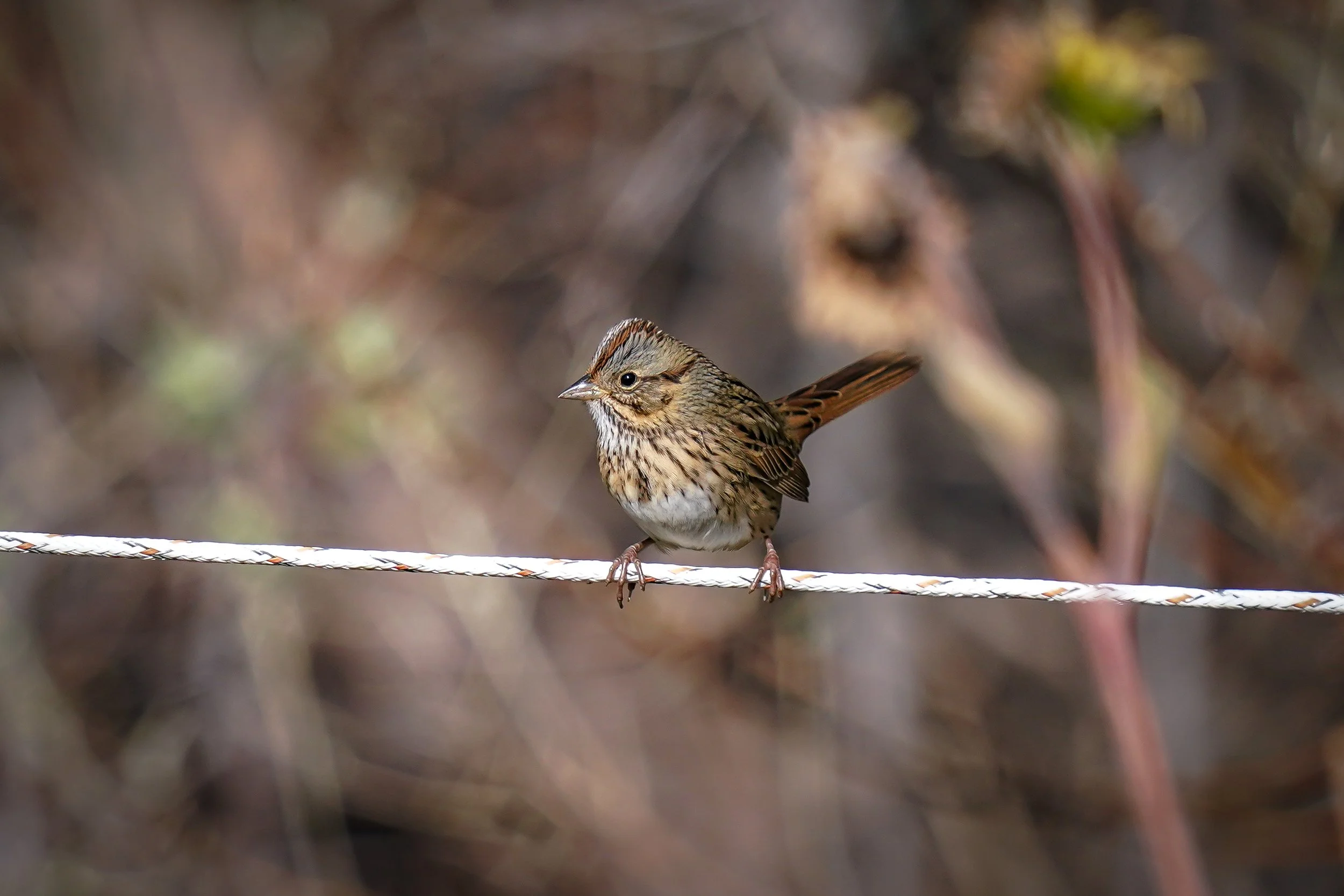 Lincoln's sparrow