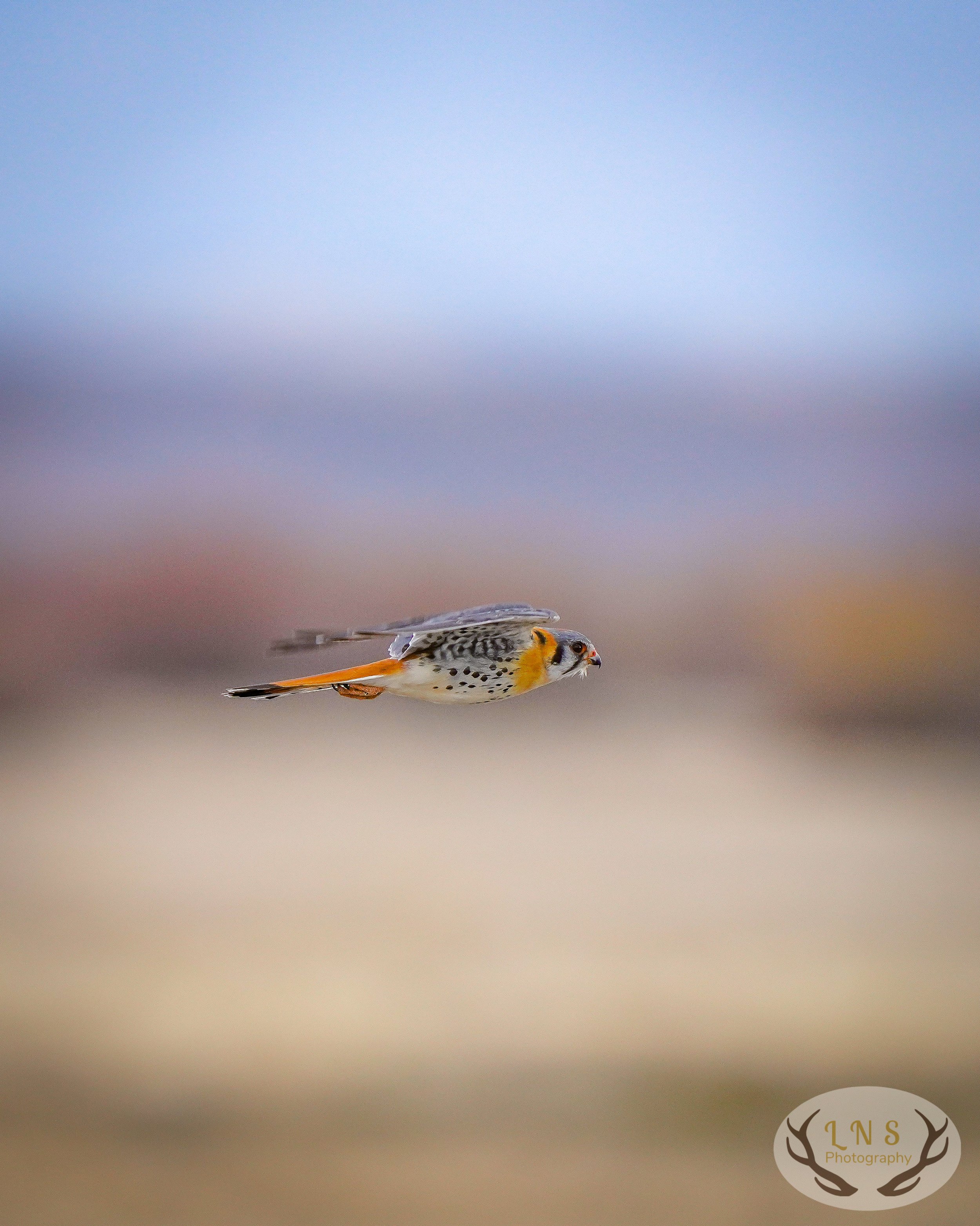 American Kestrel