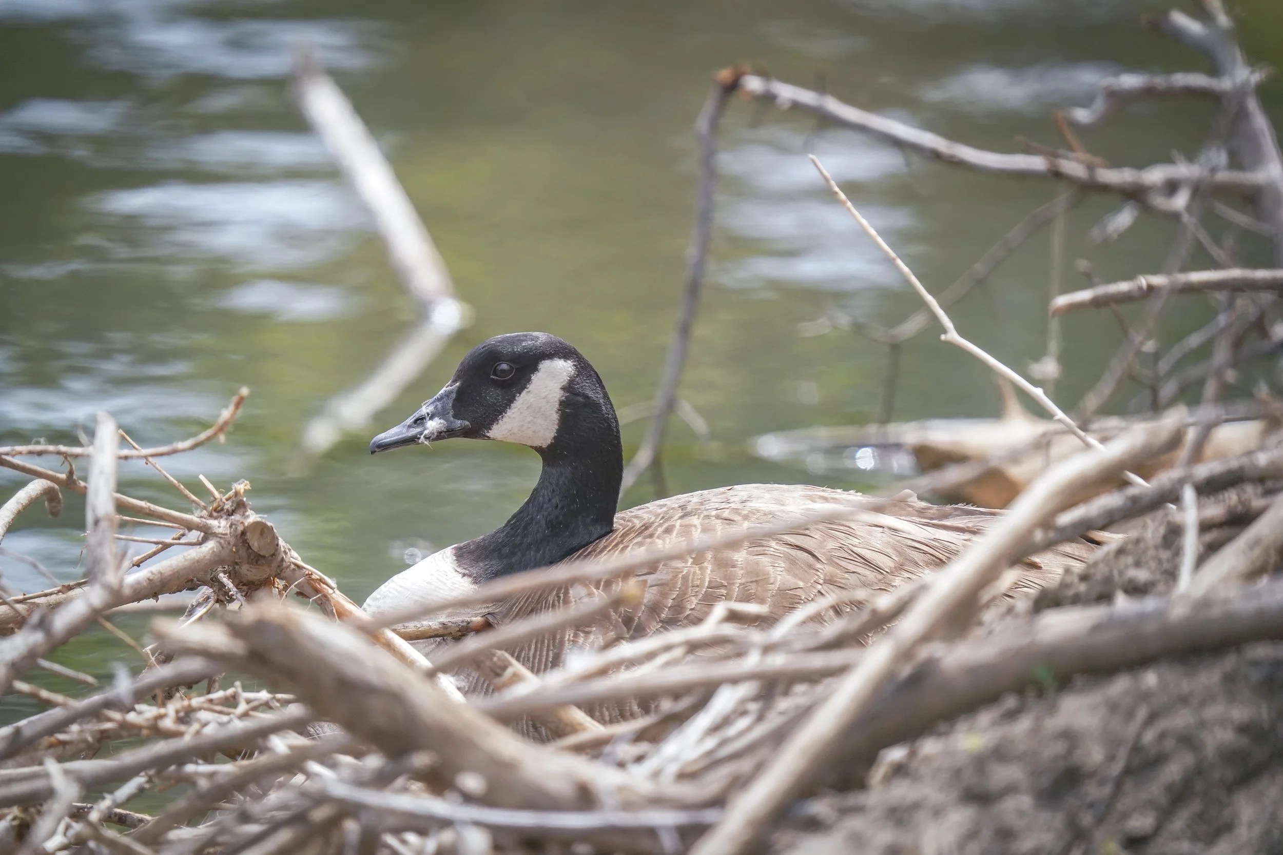 Wednesday Walk @ Pella Crossing