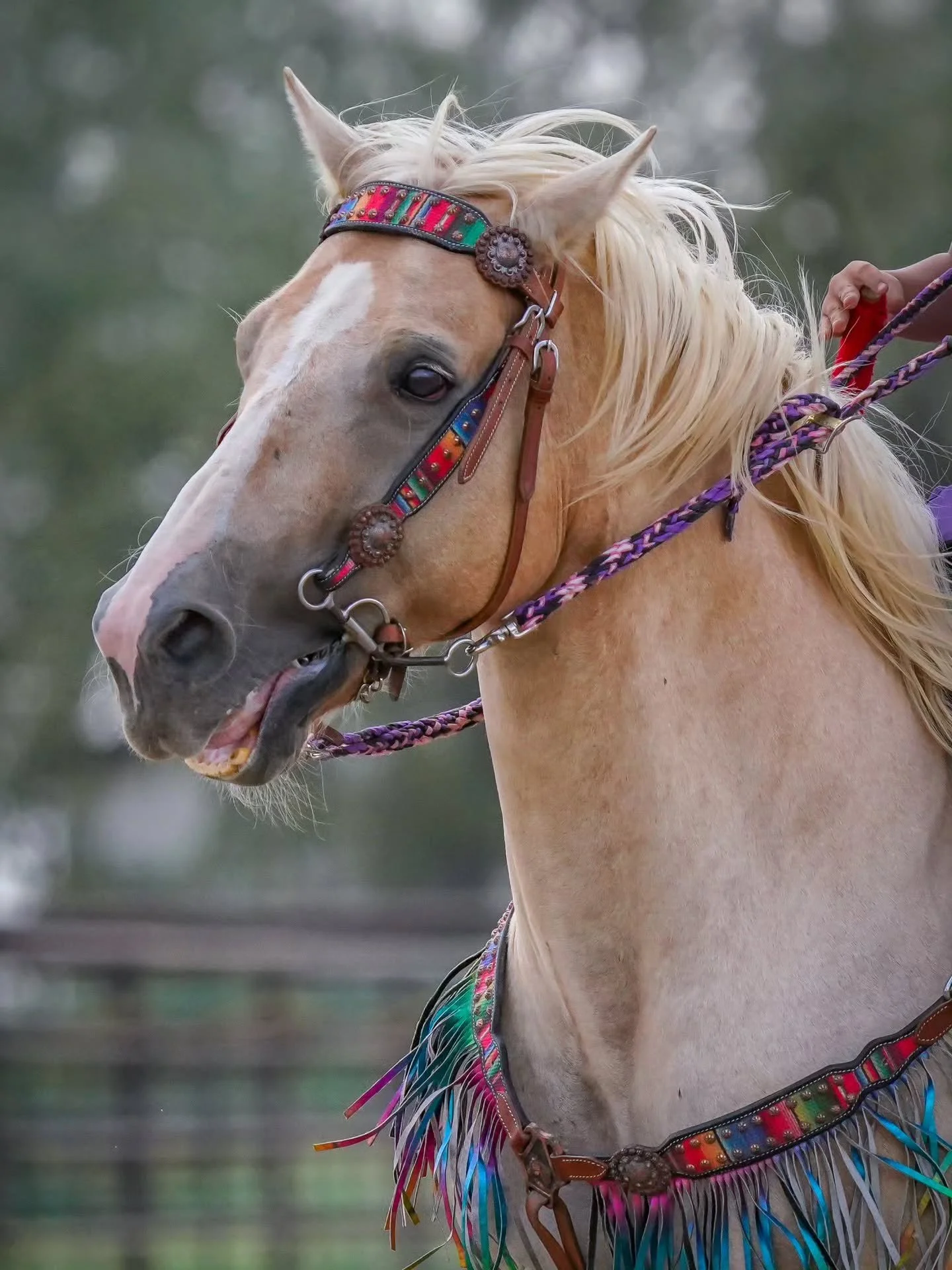 Horse show photos from the other weekend are live on my website! If you are interested in purchasing, send me a message. I'm offering a special discount for any competitor from the show for a one on one photo shoot ~ can do s portrait or performance