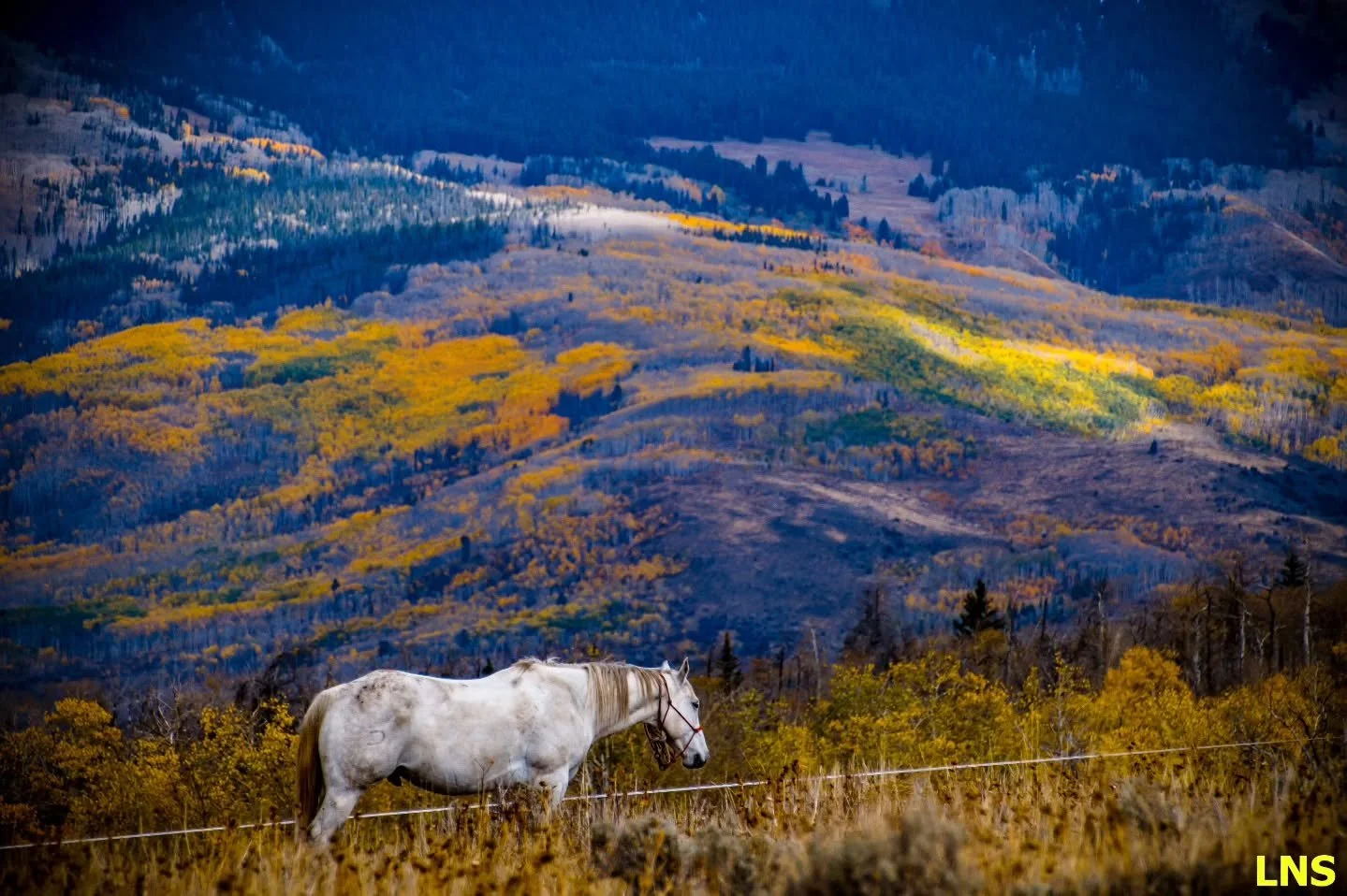 TBT ~ Dreaming of beautiful equines, amazing landscapes, and what I'll (hopefully soon) be decorating my home with! 🍁🐴🍂🐎🌲🫏
I think I'll get a 24x36 of each of these images ➡️
What do you think?!
I sure have seen some gorgeous scenes, and can'