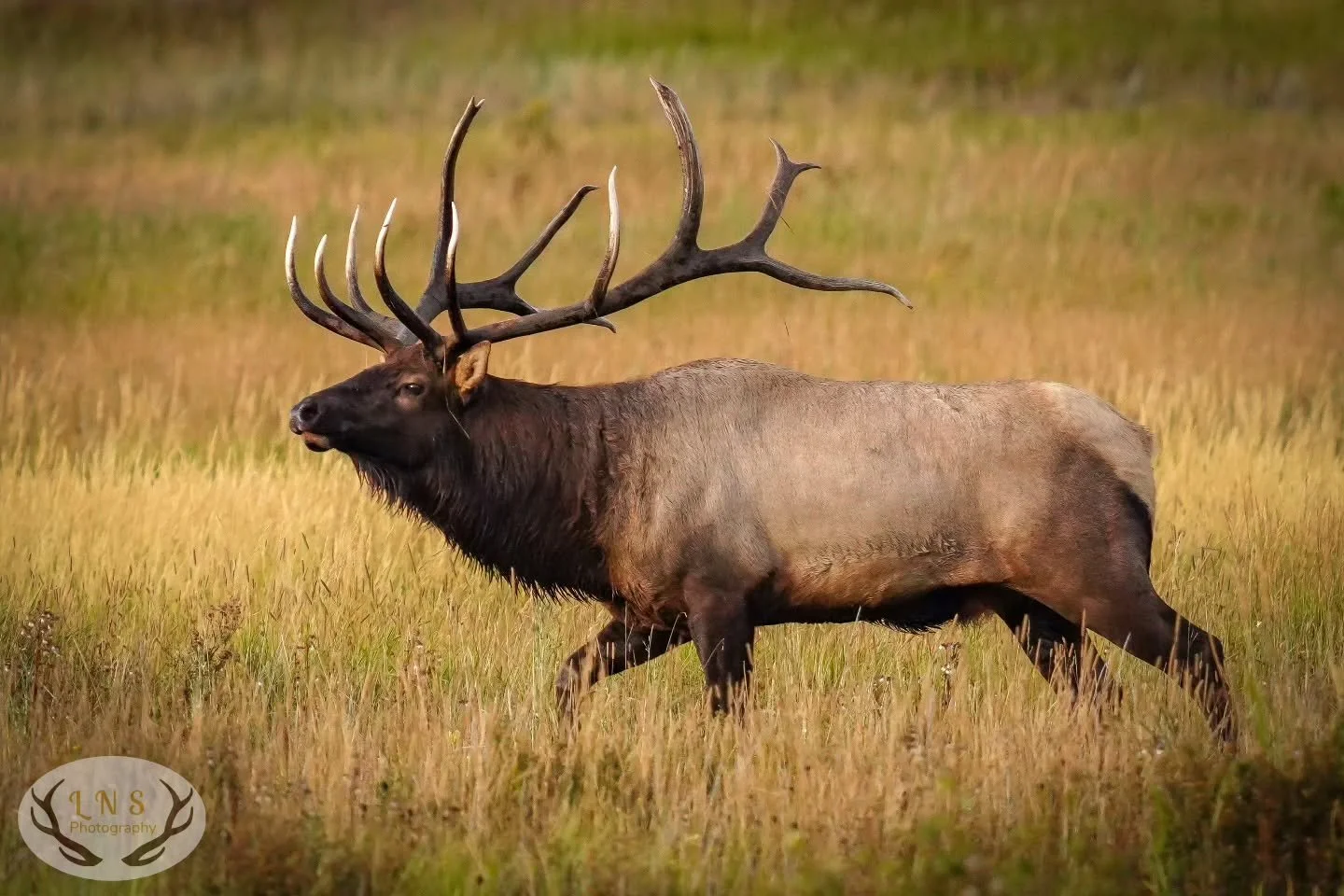 TBT to the elk rut 2 years ago....
I haven't had any time to get out to watch it this year 😭 
2 years ago, this bull was the epitome of the rut, and thousands flocked to see him! From what I've heard, he's even bigger and badder this year and still