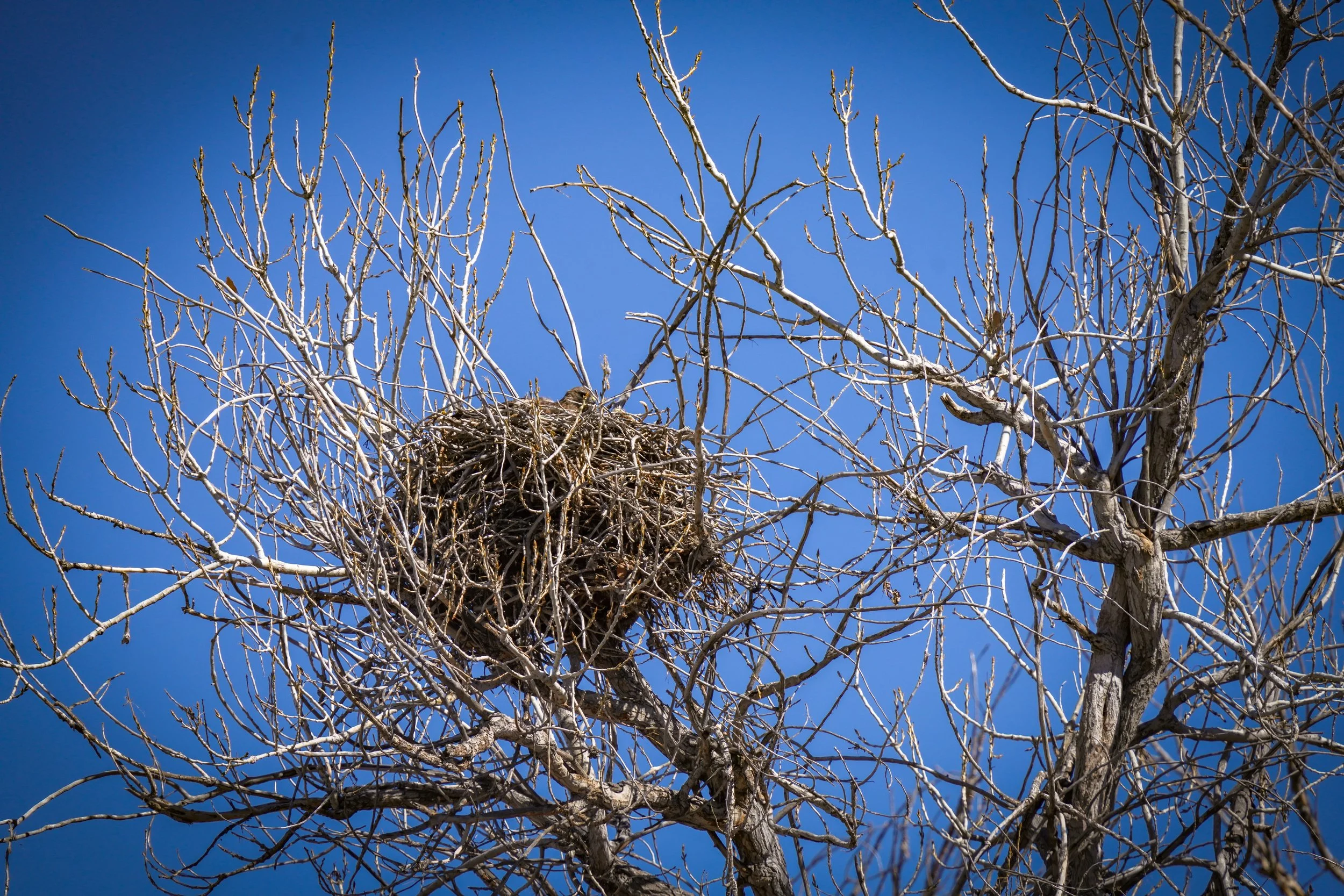 Red-tailed Hawk on nest
