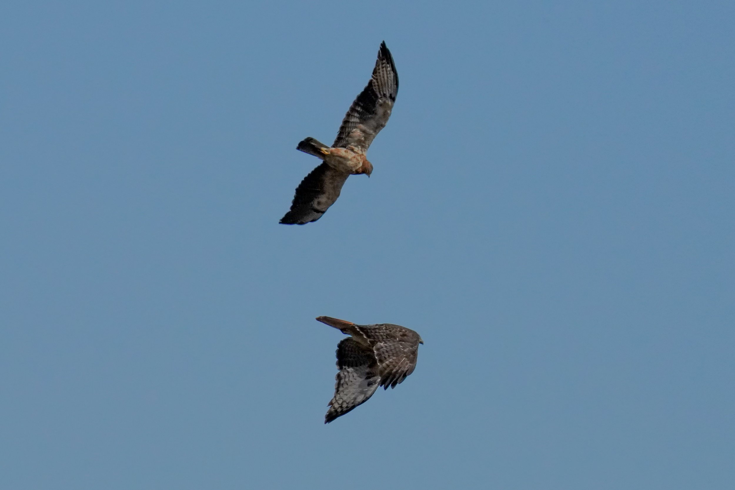 Swainson's and Red-tailed hawks having a squabble