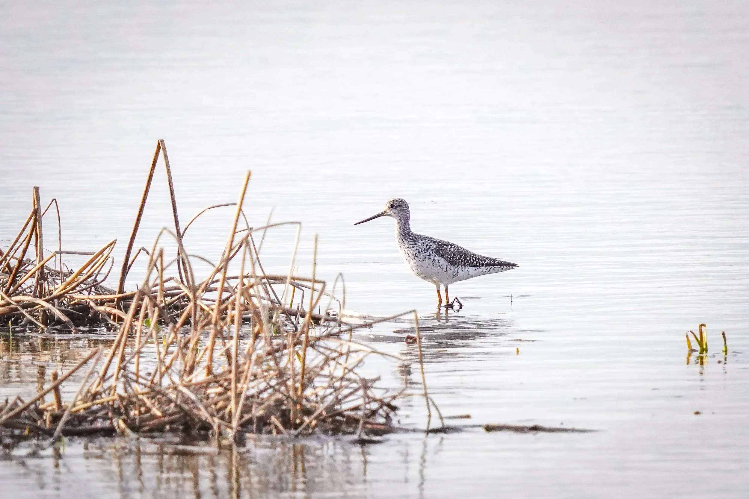 Greater Yellowlegs