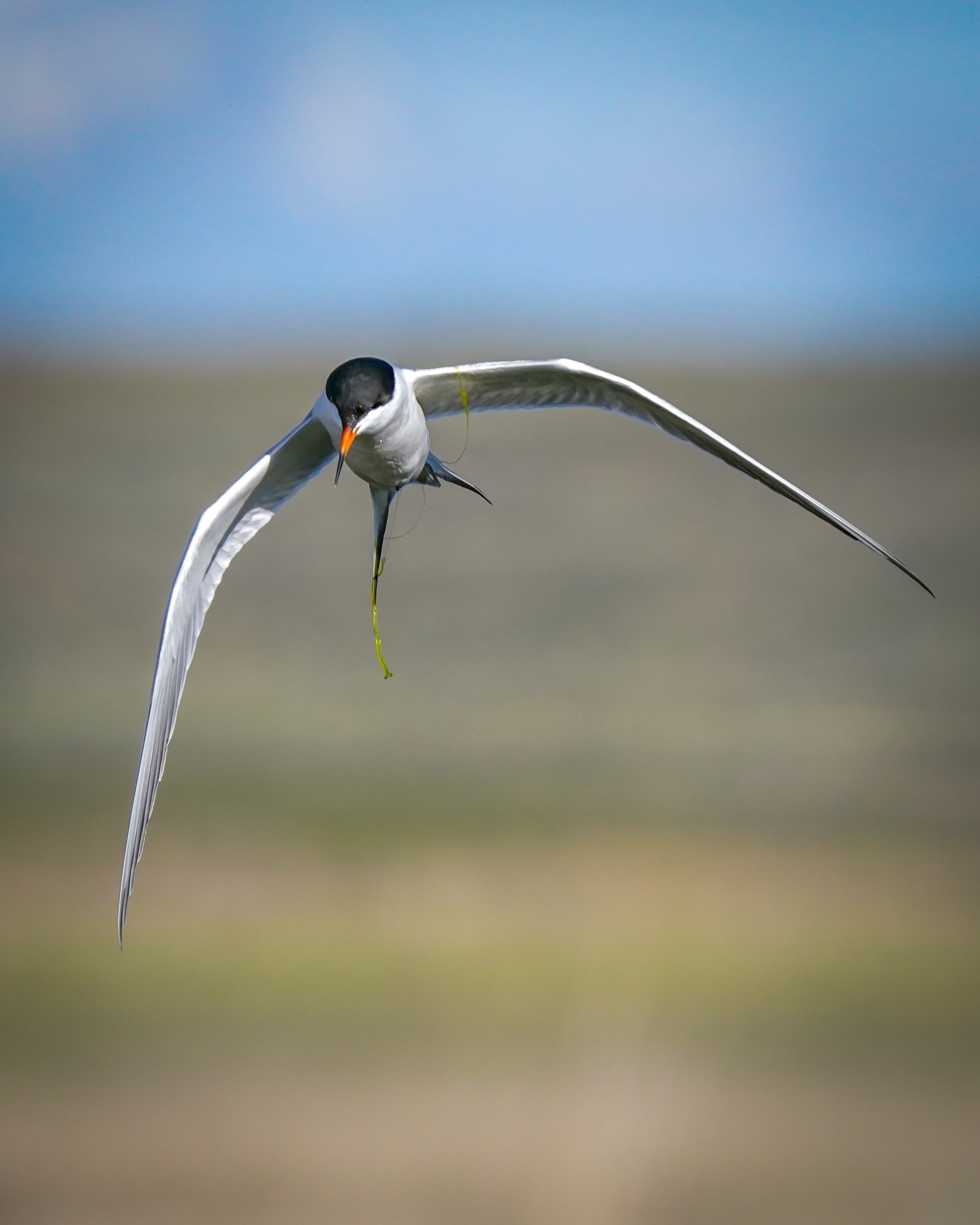 Forster's Tern