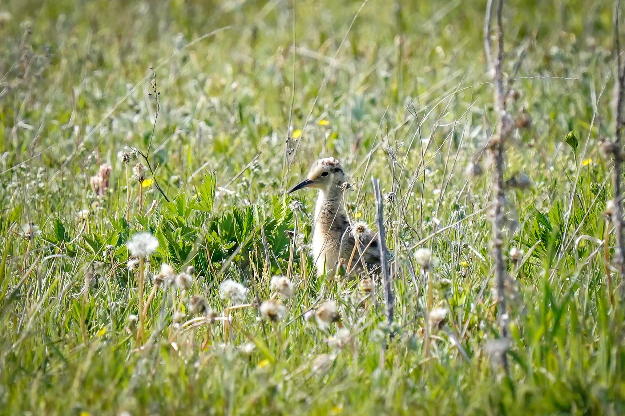 Long-billed Curlew chick