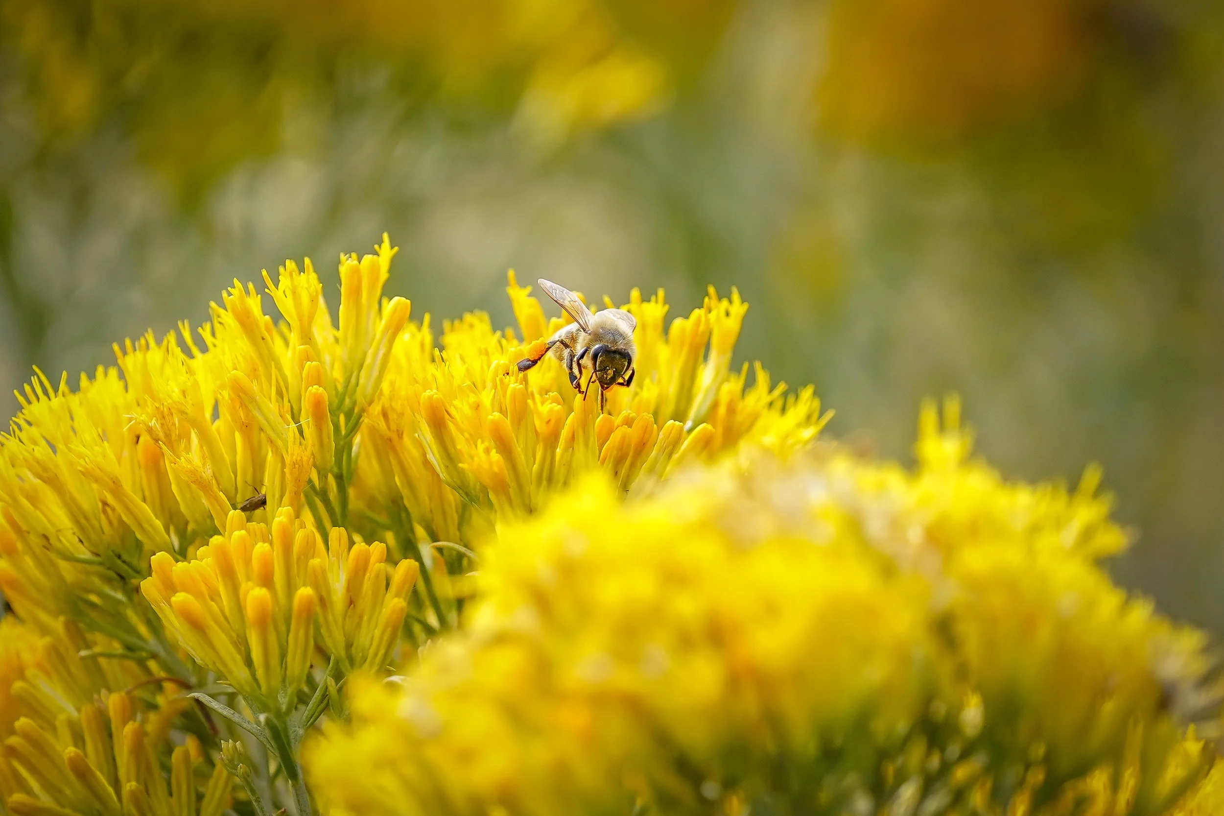 Busy bee