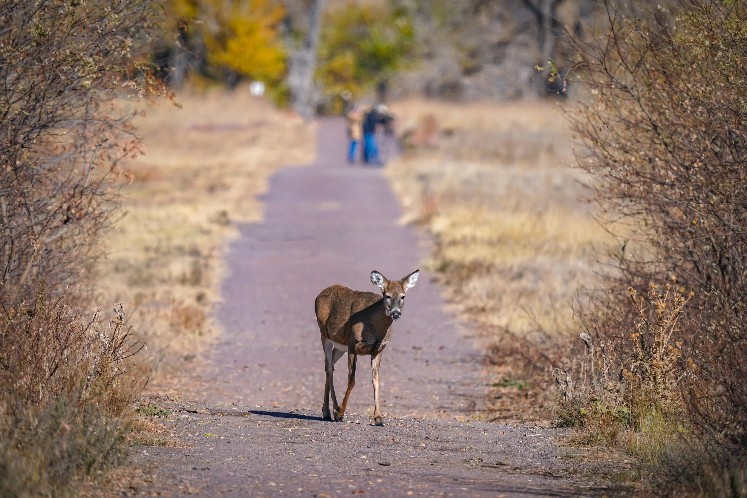 The whitetail doe he was after