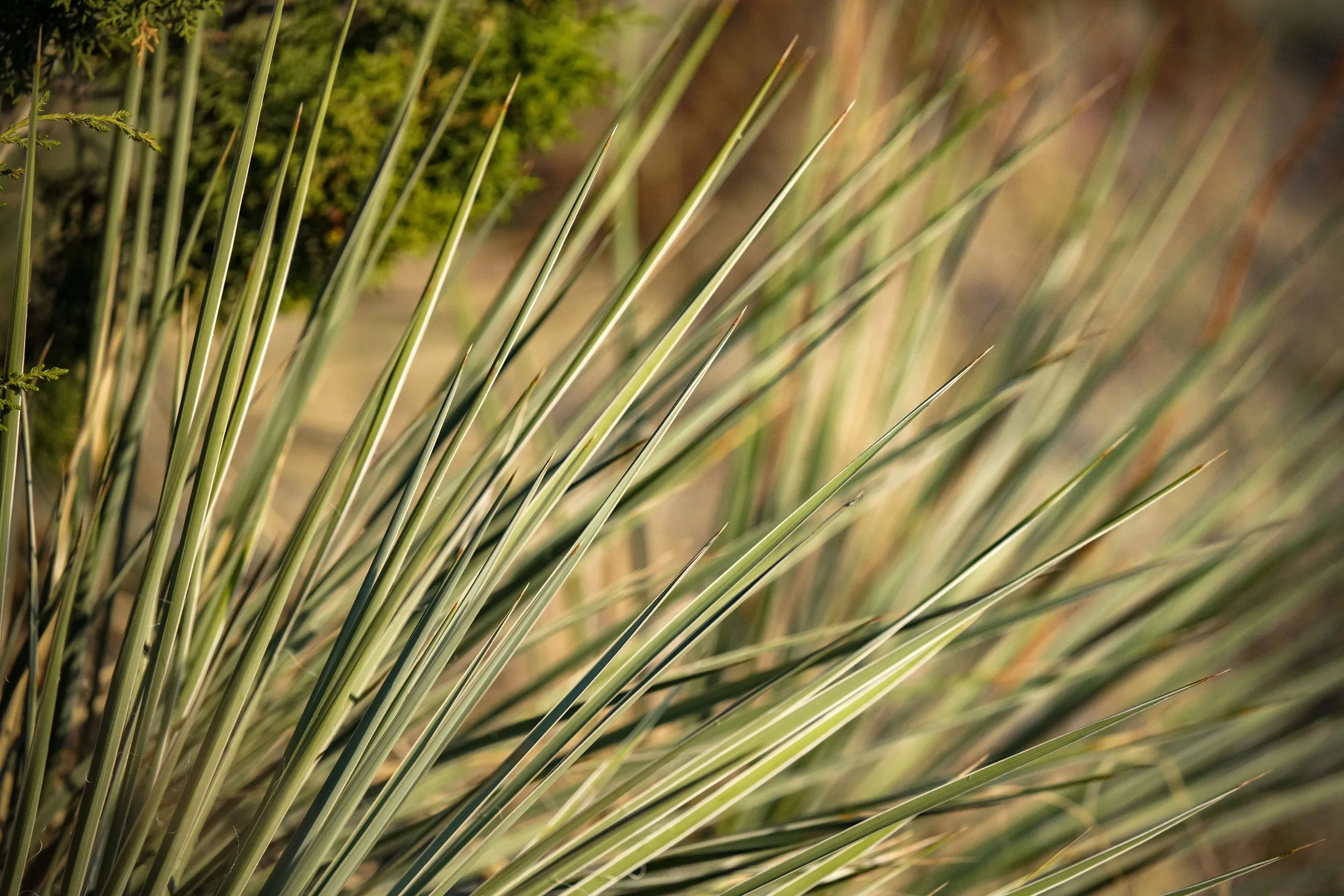 Yucca