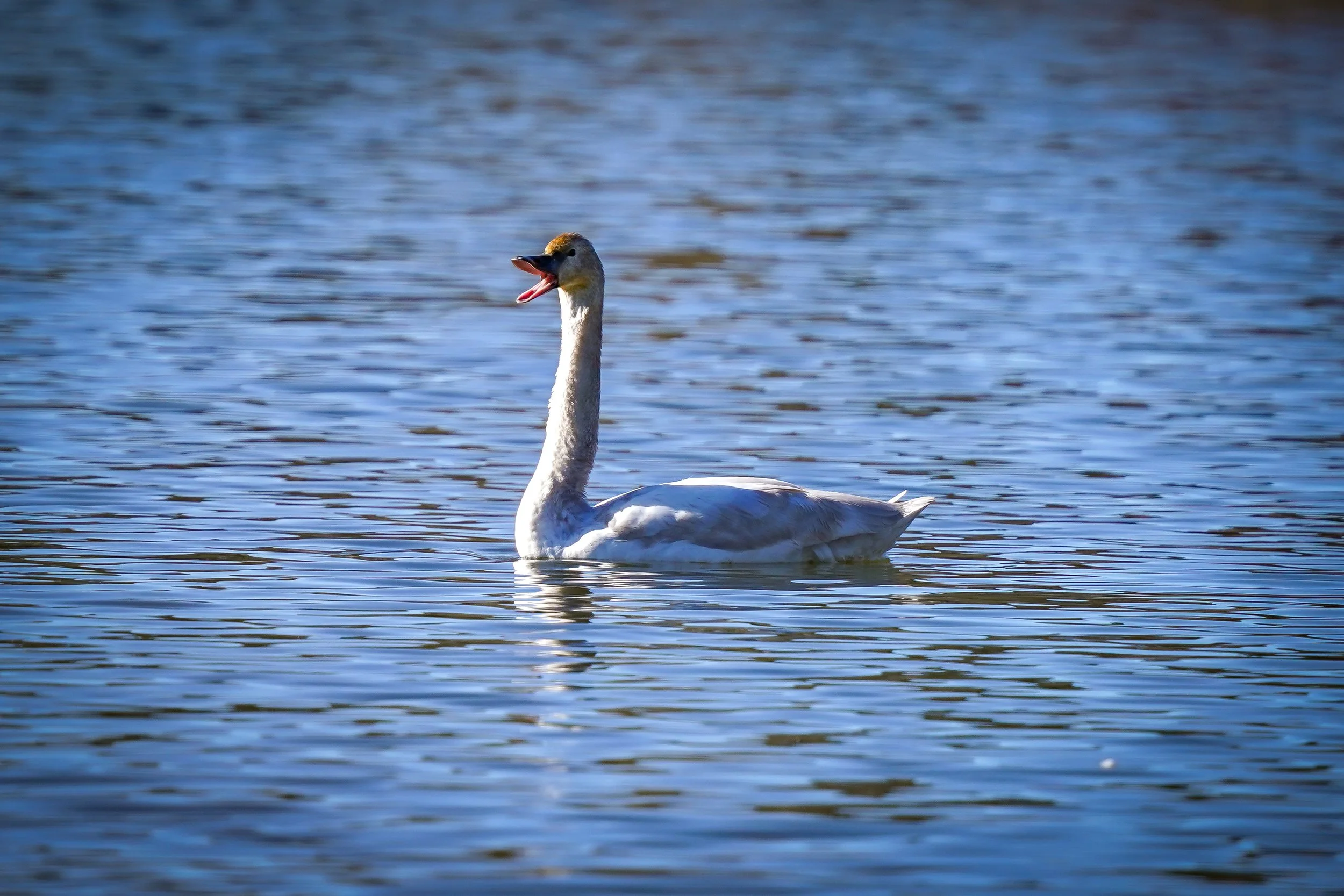 DSC09966.jpg