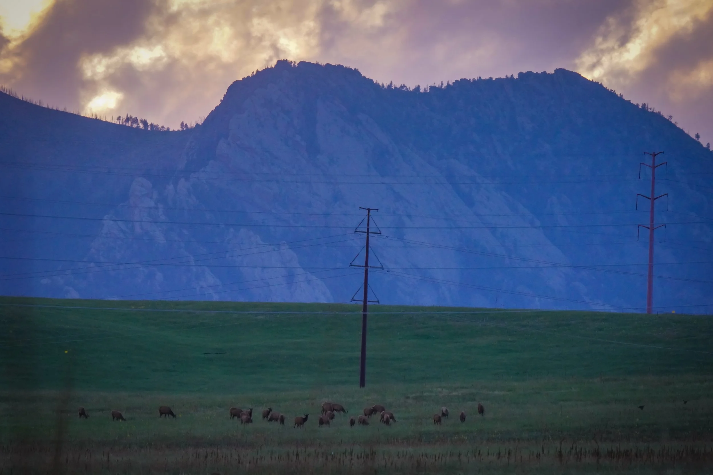 A herd of elk spotted west of the area!