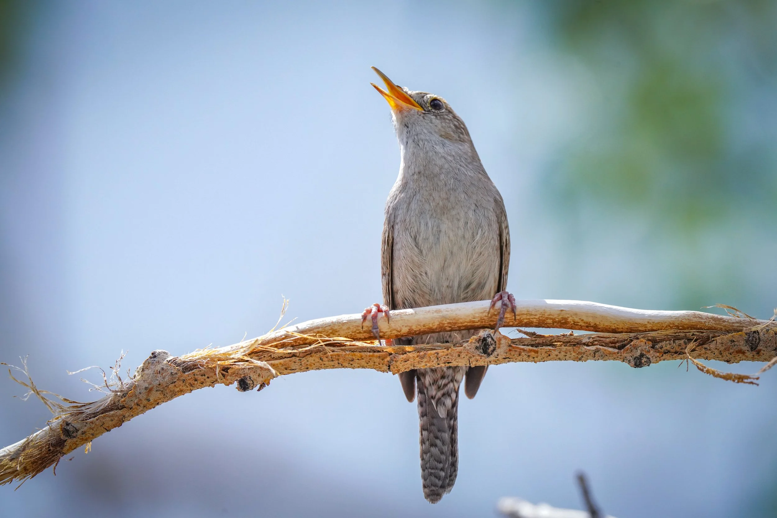 House Wren