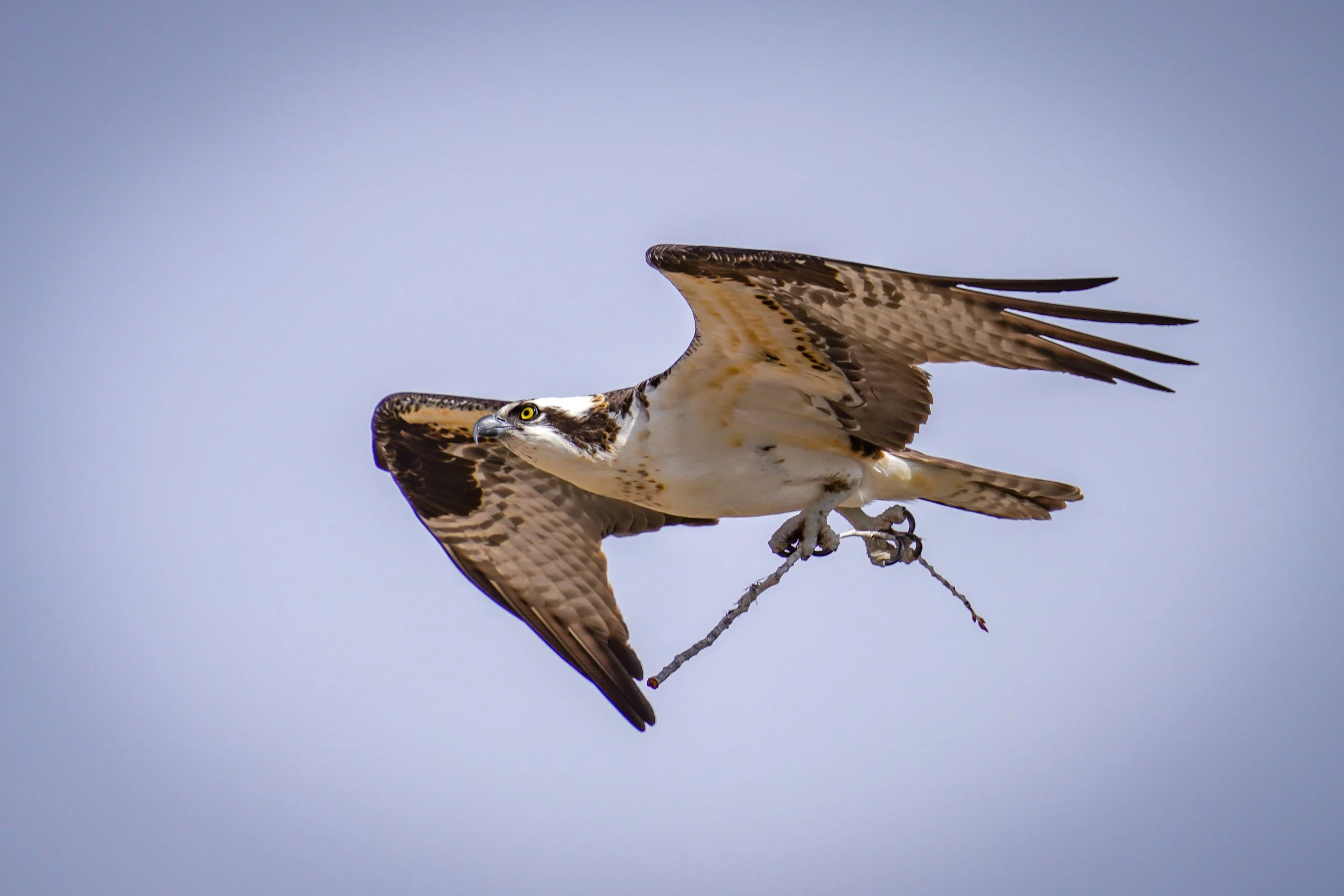 First of the Year Osprey!