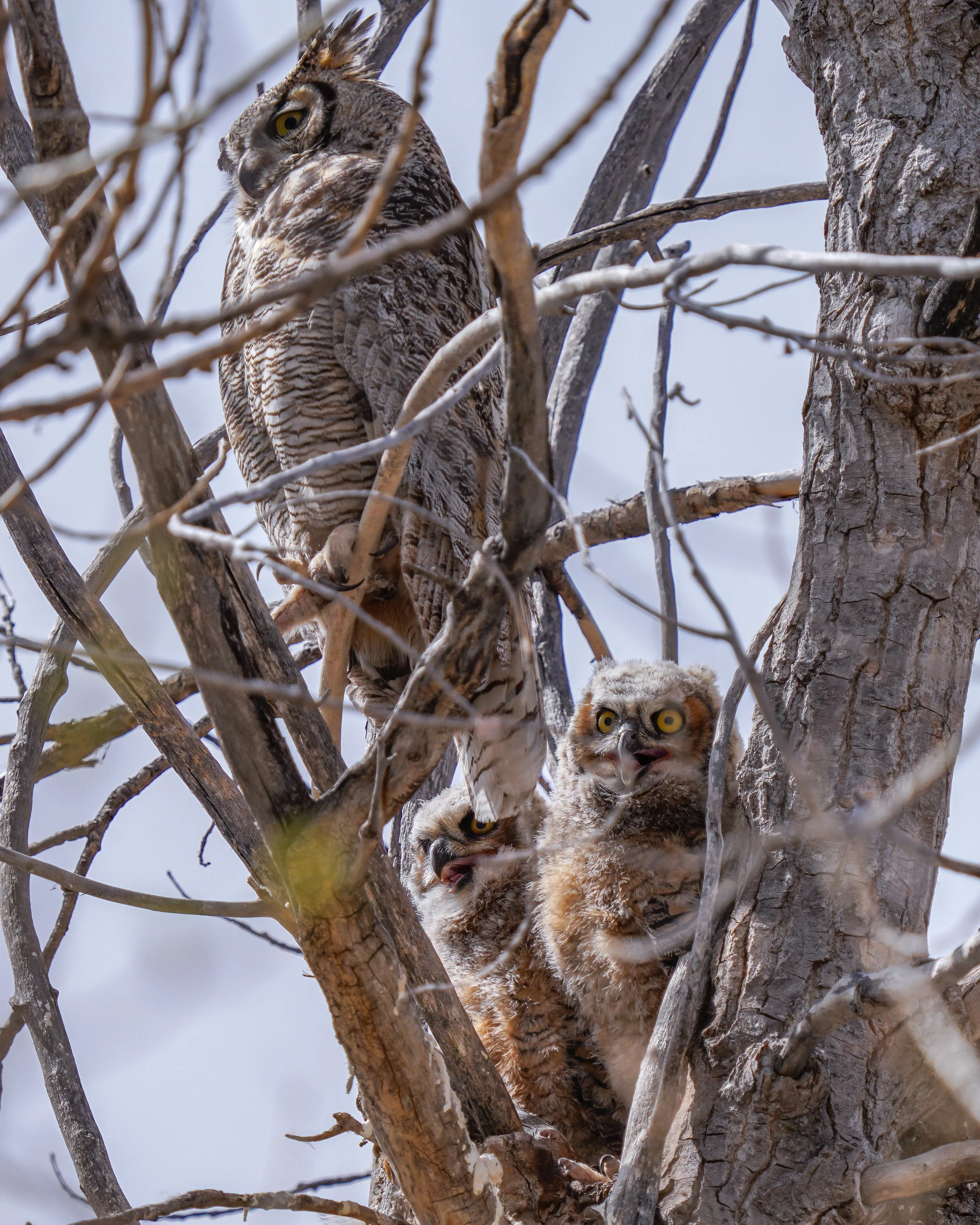 More Great-Horned Owls!