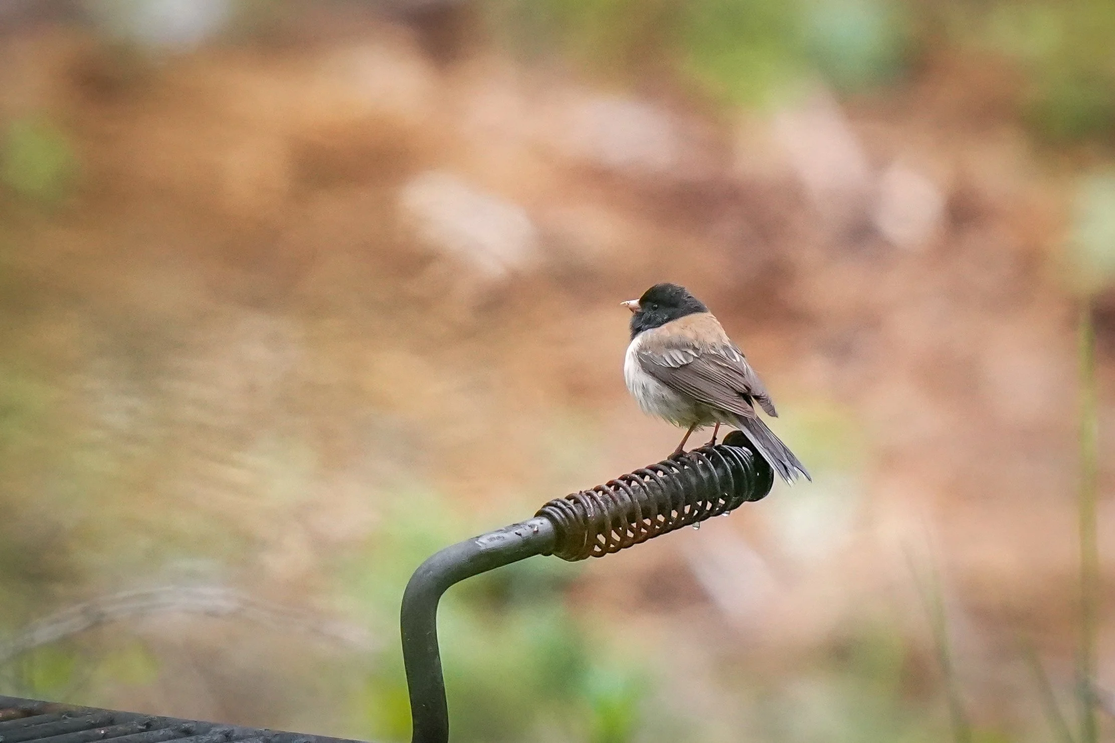 A fun sighting of a Dark-eyed Junco (Oregon variety - a first for me!)