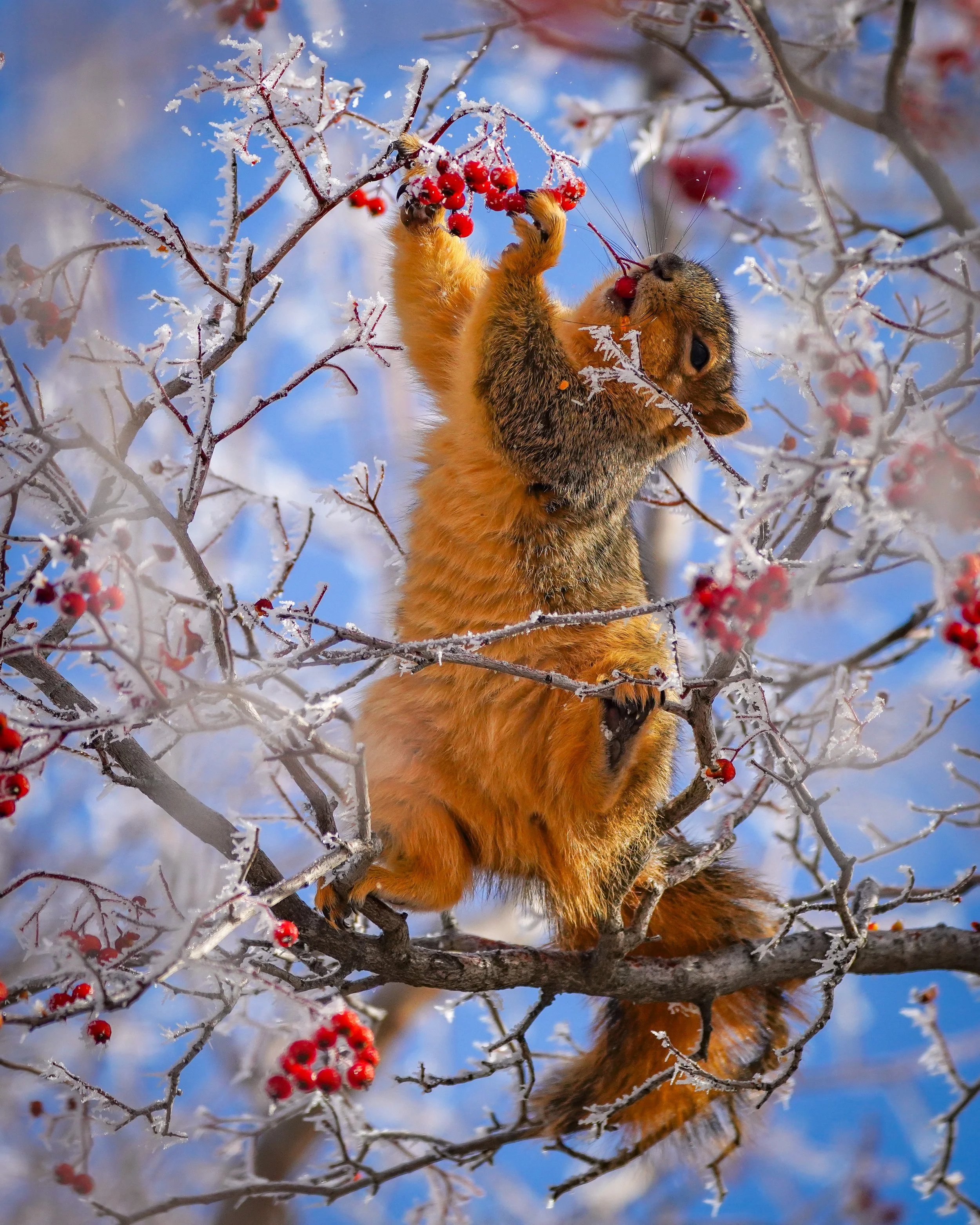 A squirrel capitalizing on the frozen berries