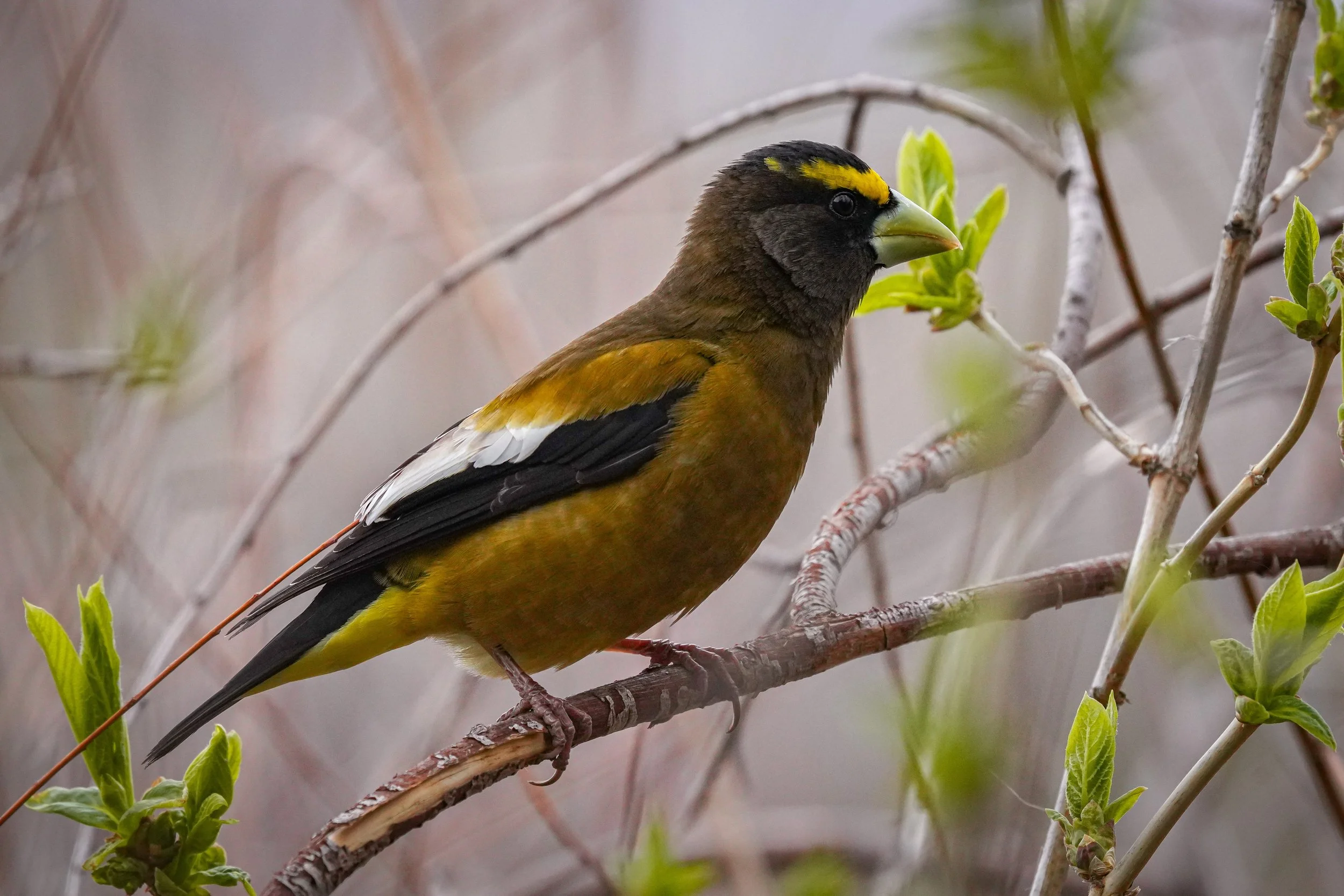 Evening Grosbeak
