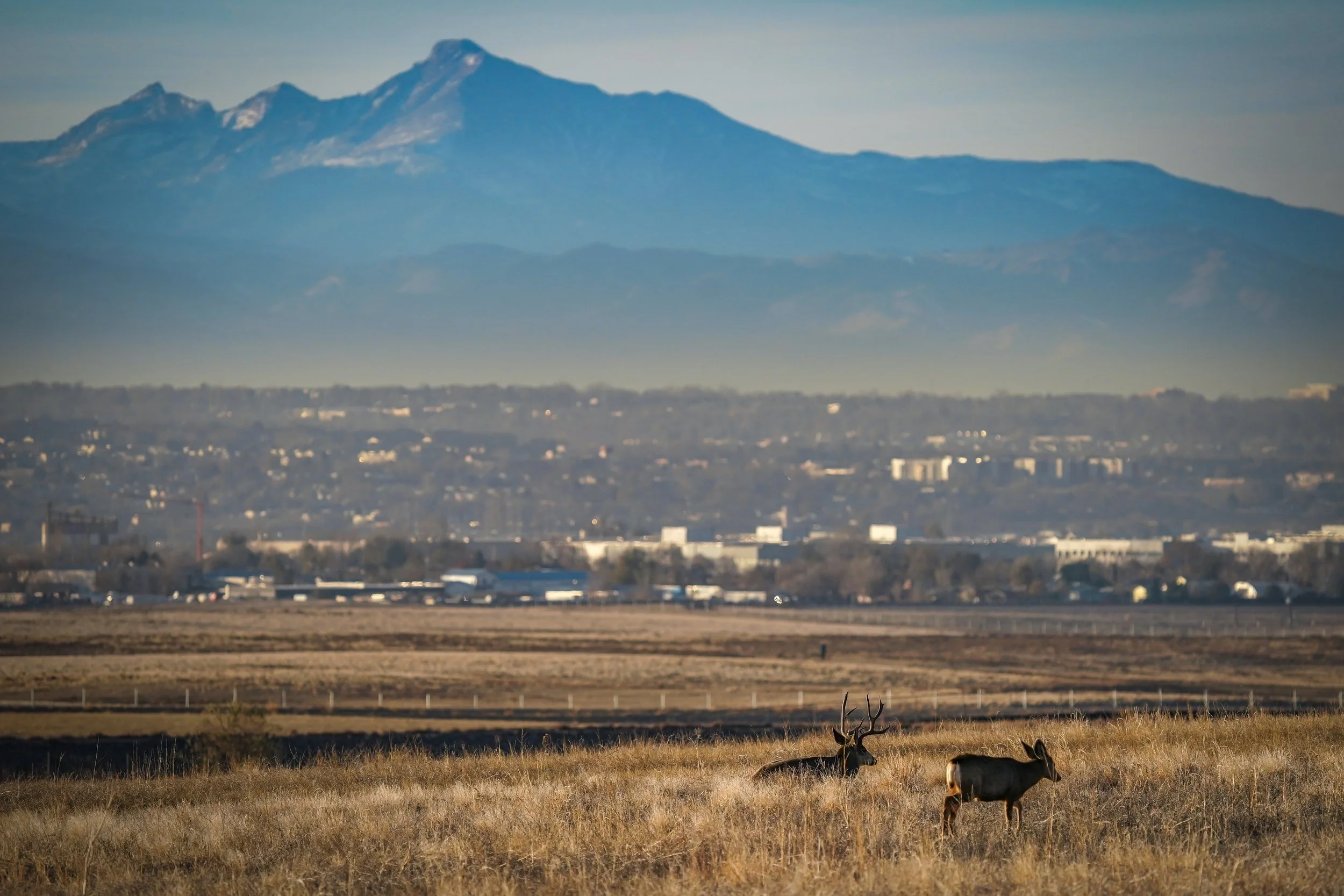 Meanwhile, a nice buck and his little family with scenic views of the front range