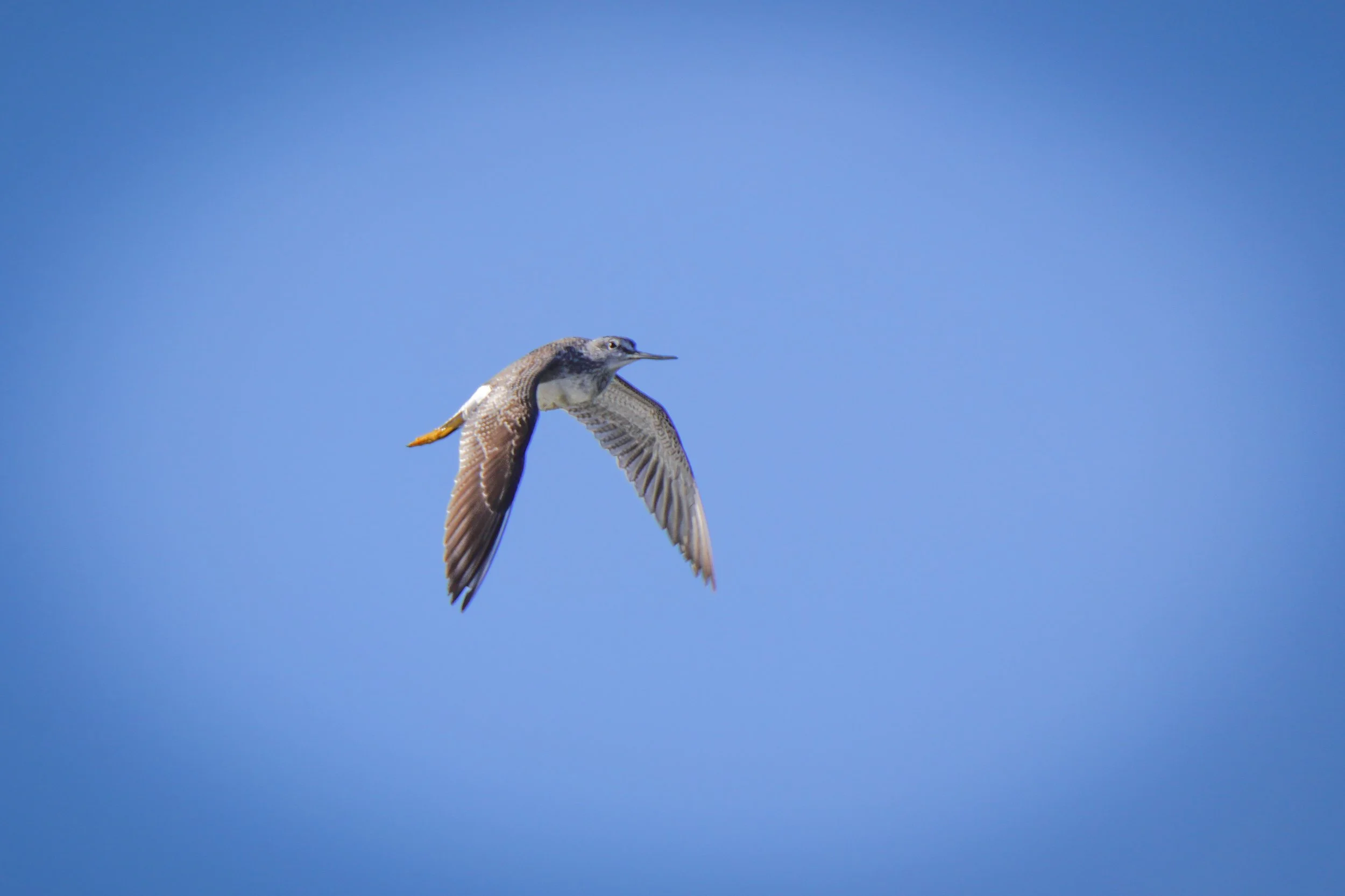 Greater Yellowlegs in flight