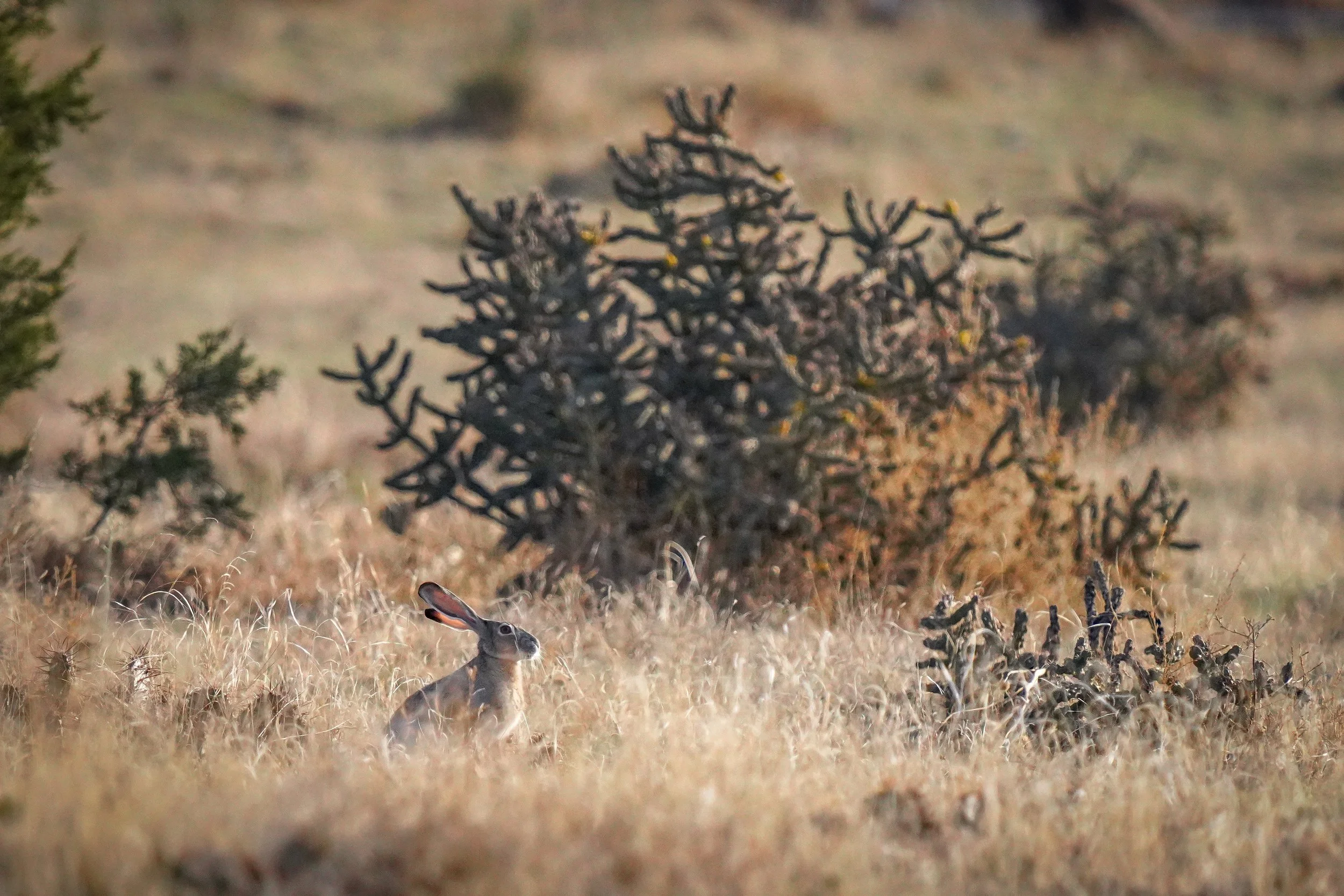 We saw other wildlife too, including- Jack Rabbit