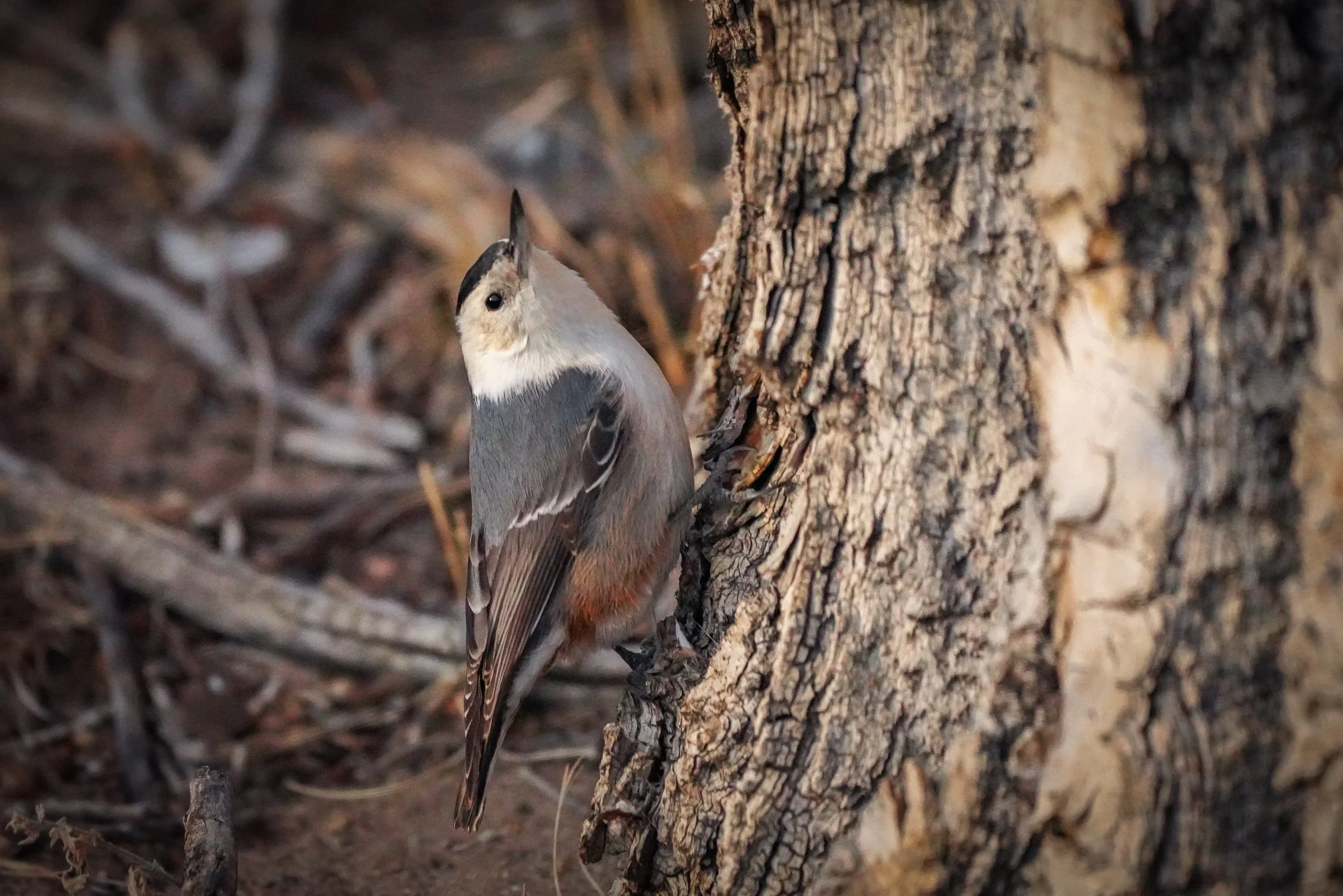 A right-side-up White-breasted Nuthatch