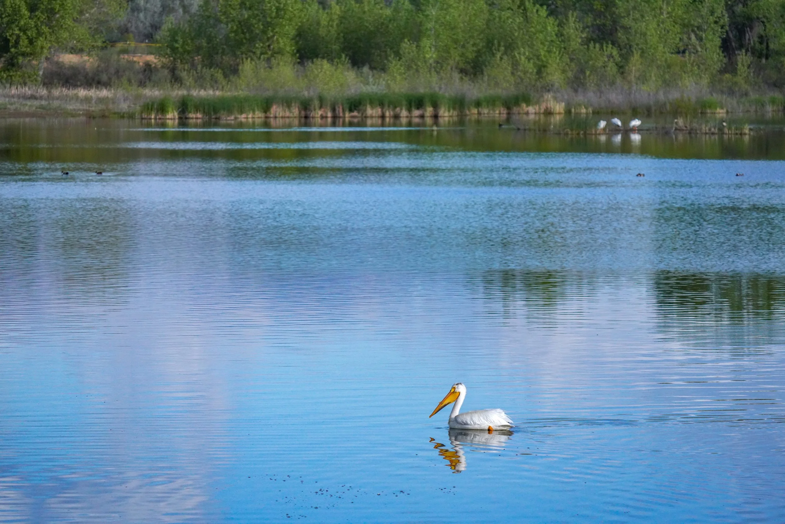 American White Pelican