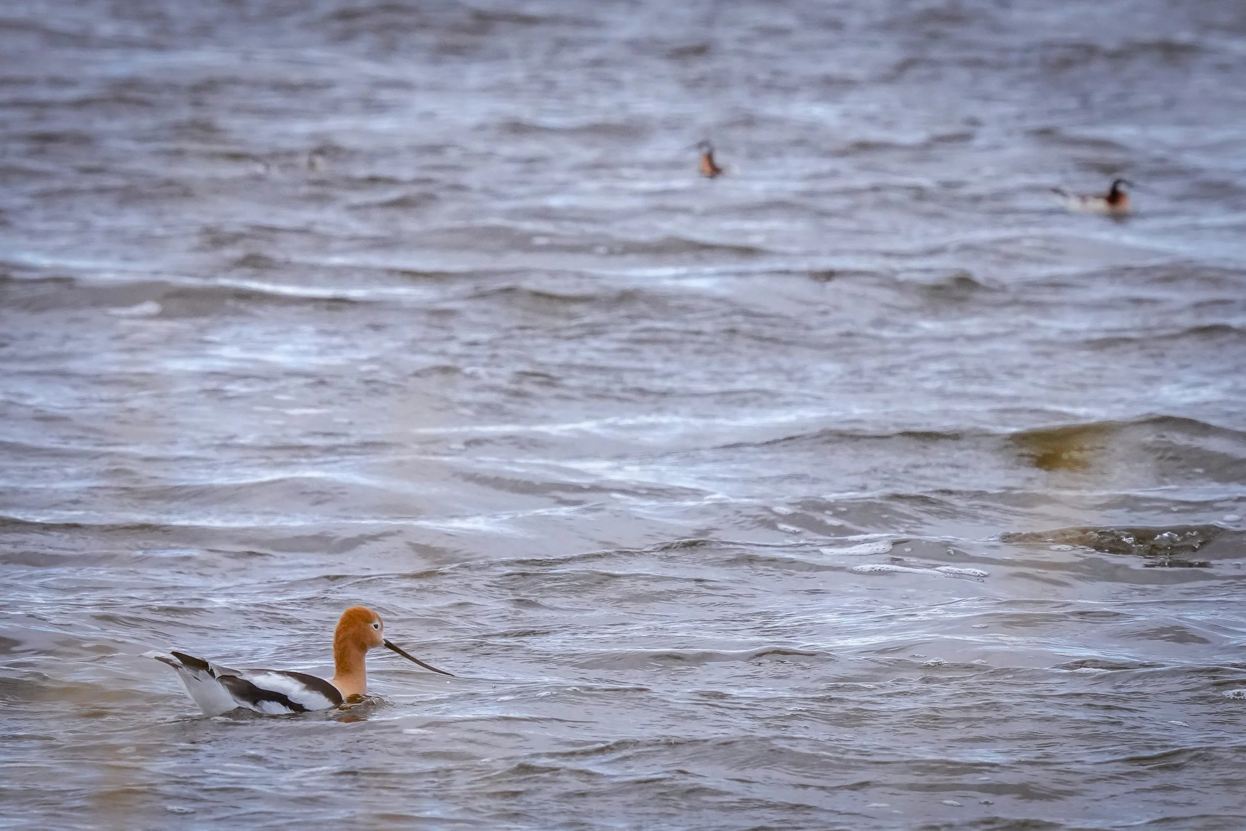 American Avocet