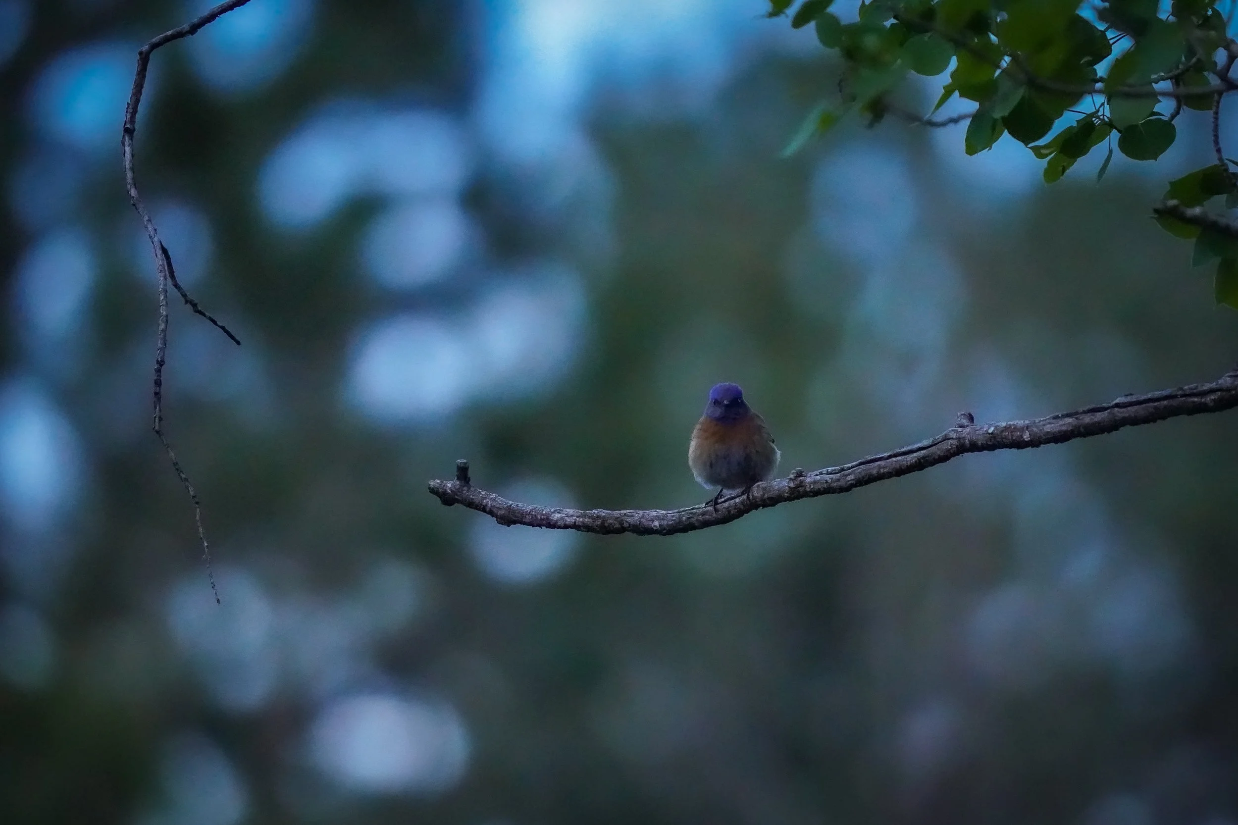 Western Bluebird