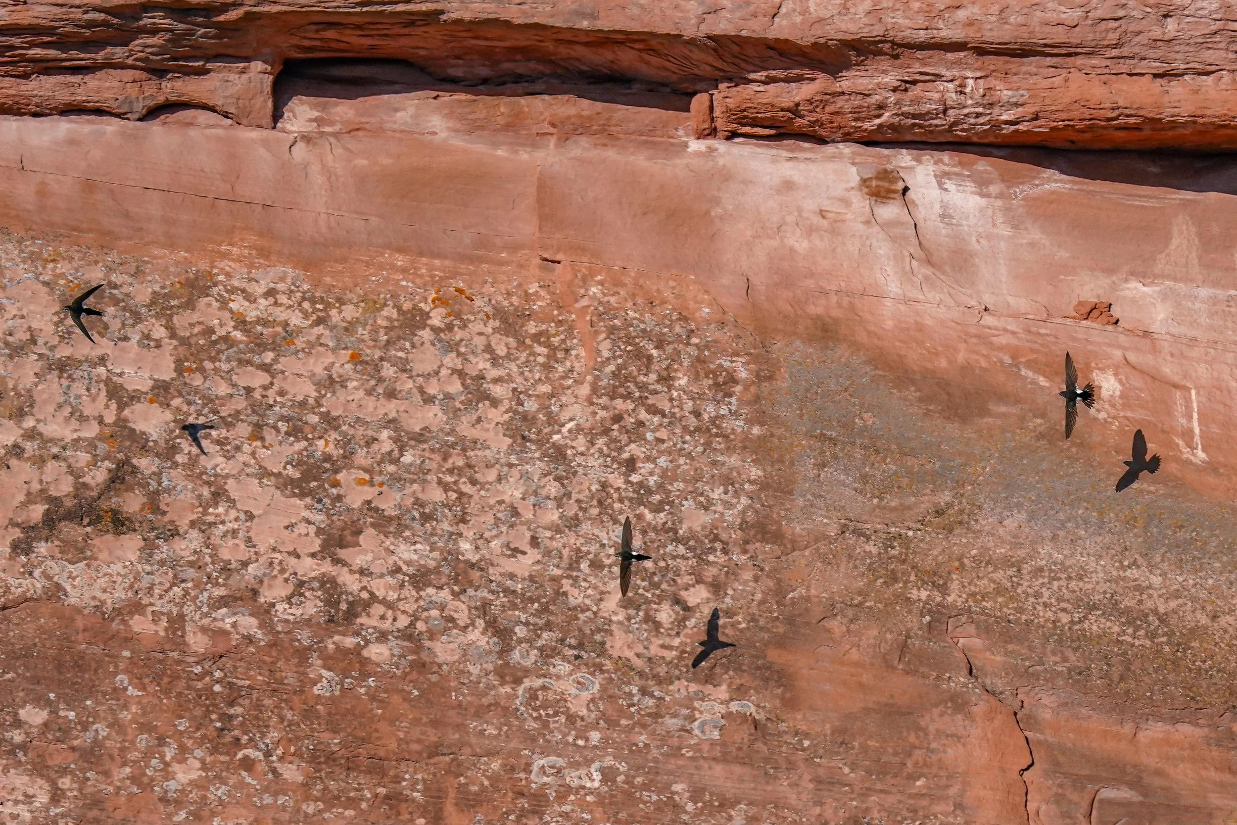 White-throated Swifts against the red rocks of the Colorado National Monument