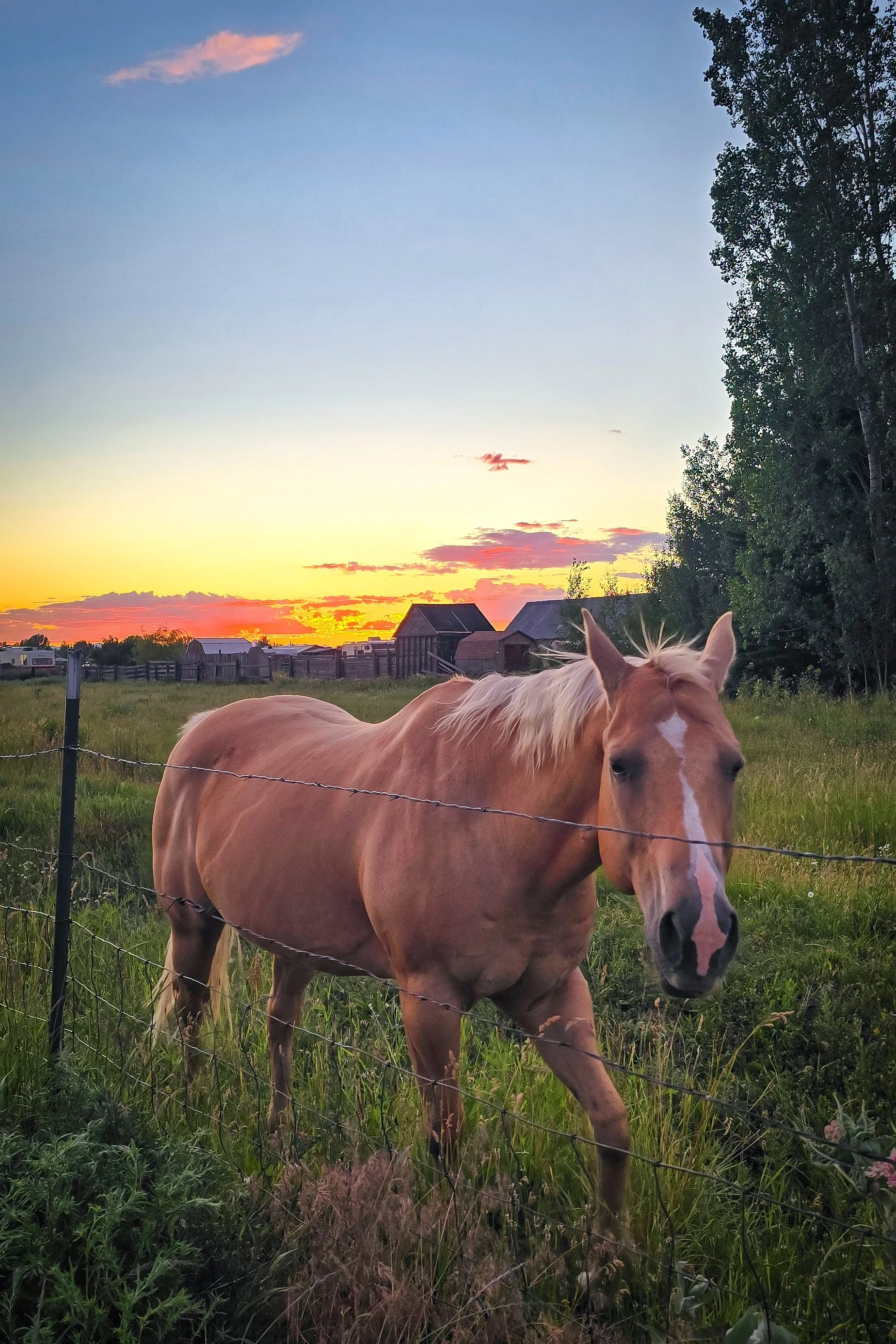 A pretty palomino at sunset