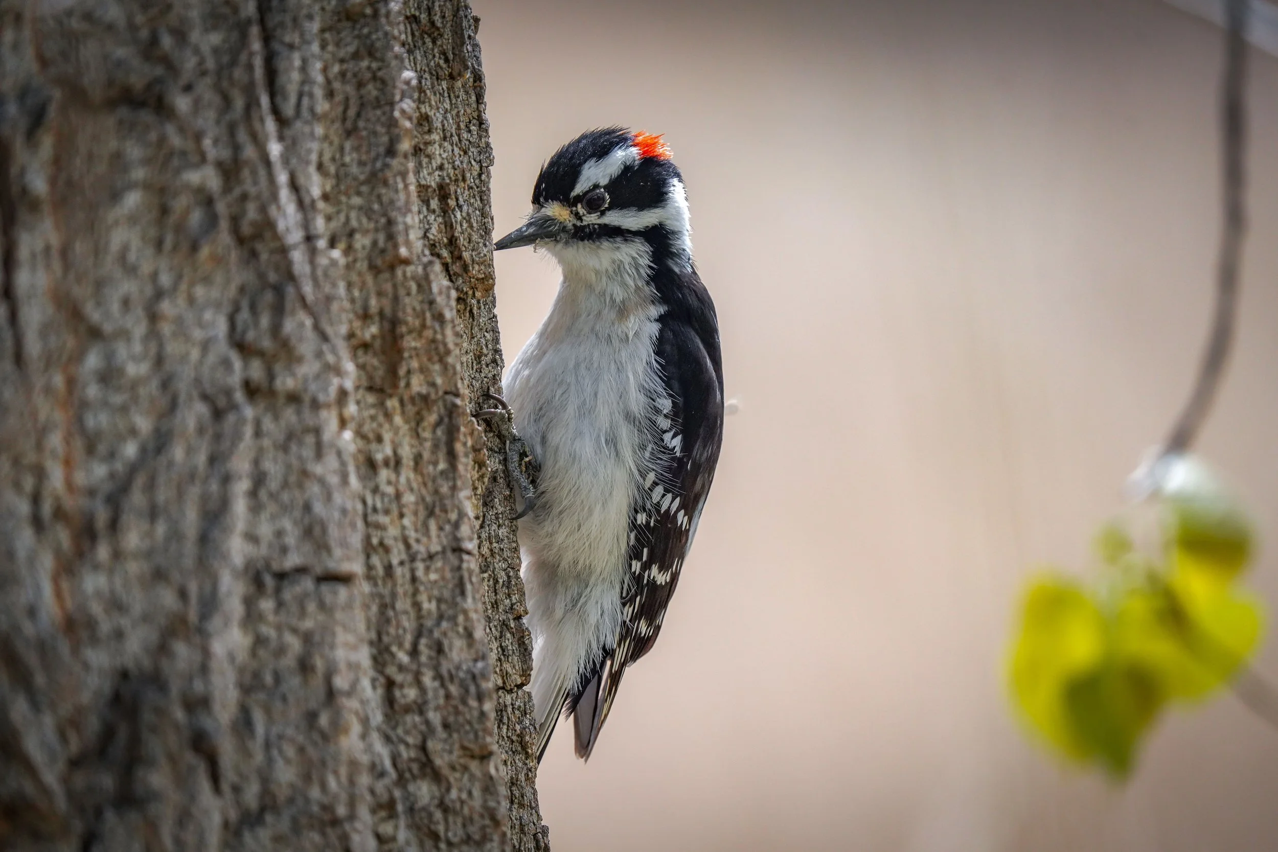 Downy Woodpecker