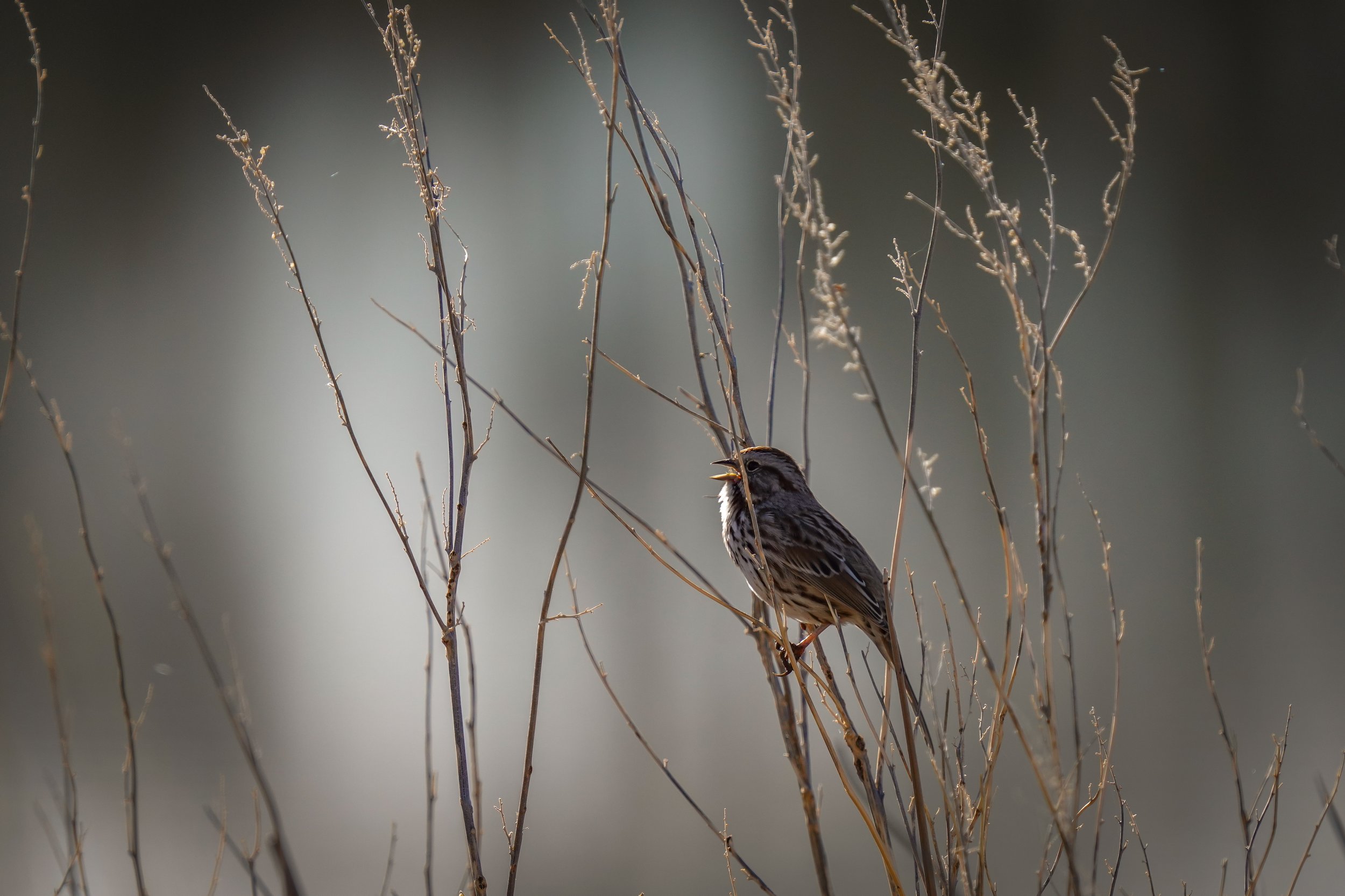 Song Sparrow