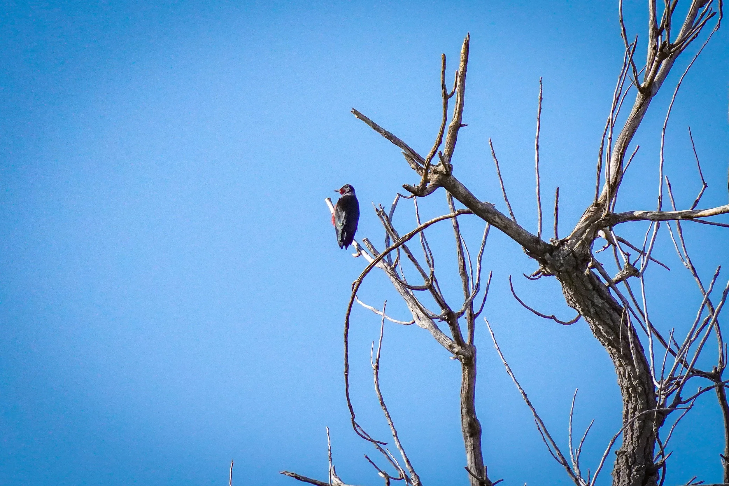 Lewis's Woodpecker (rare bird for Jeffco!)