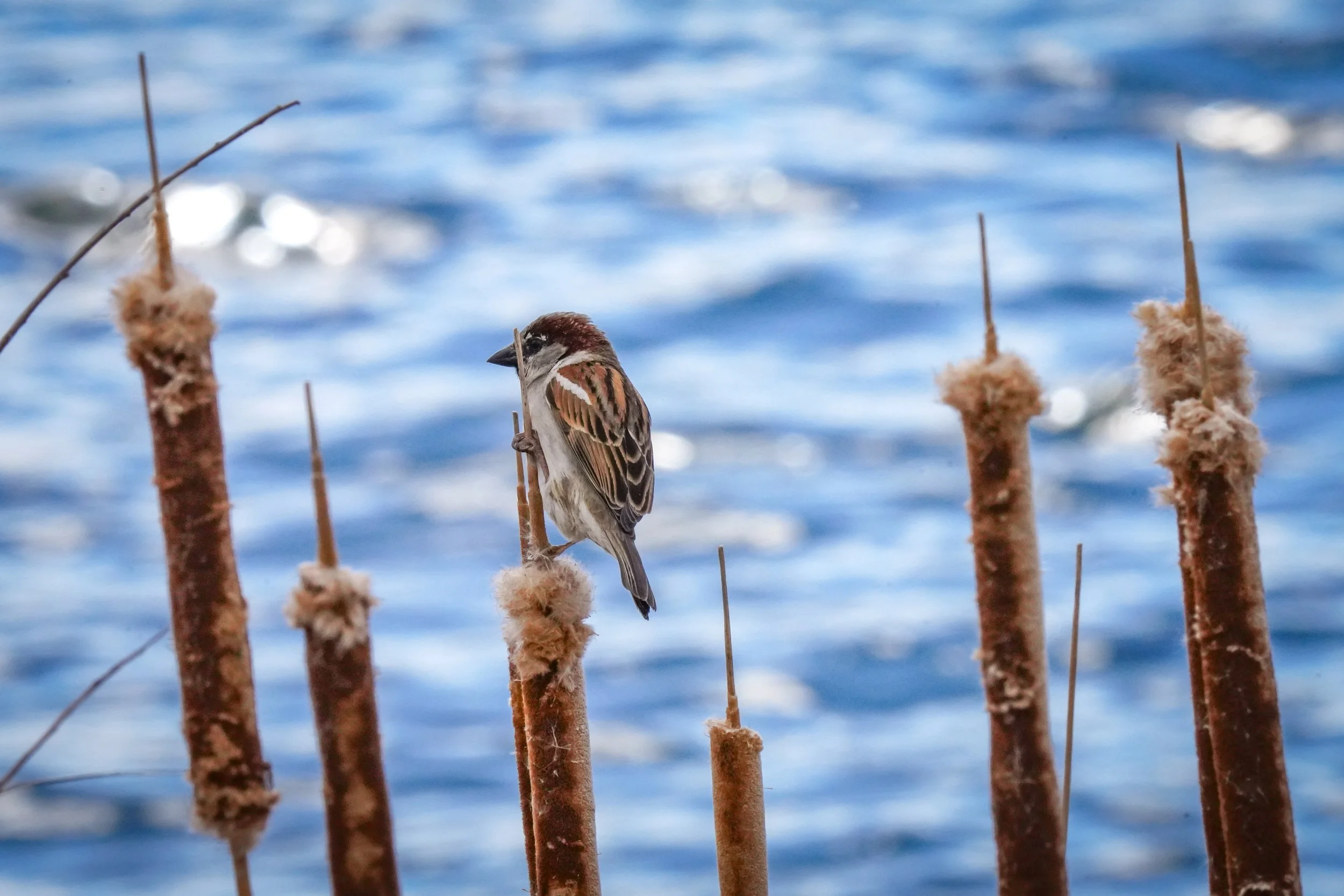 House Sparrow in the wind