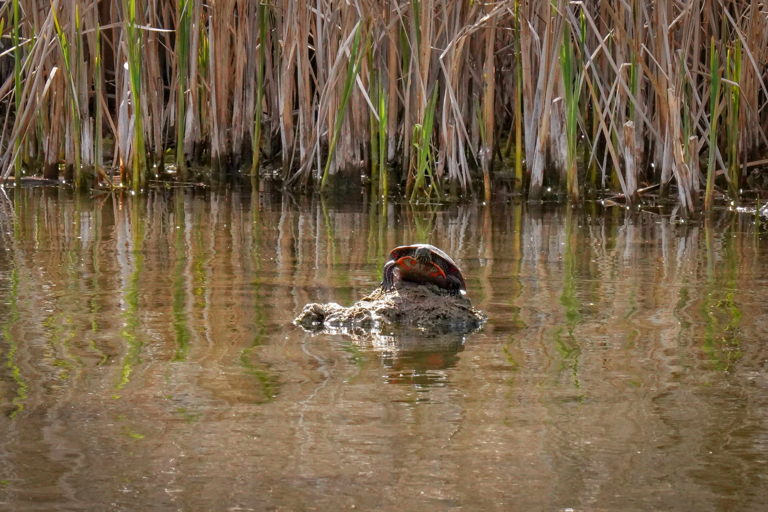 Turtle in the sun