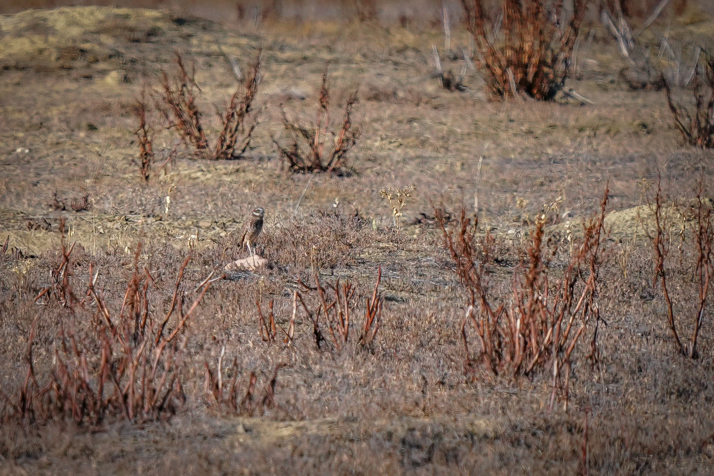 Burrowing Owl (hanging around late)