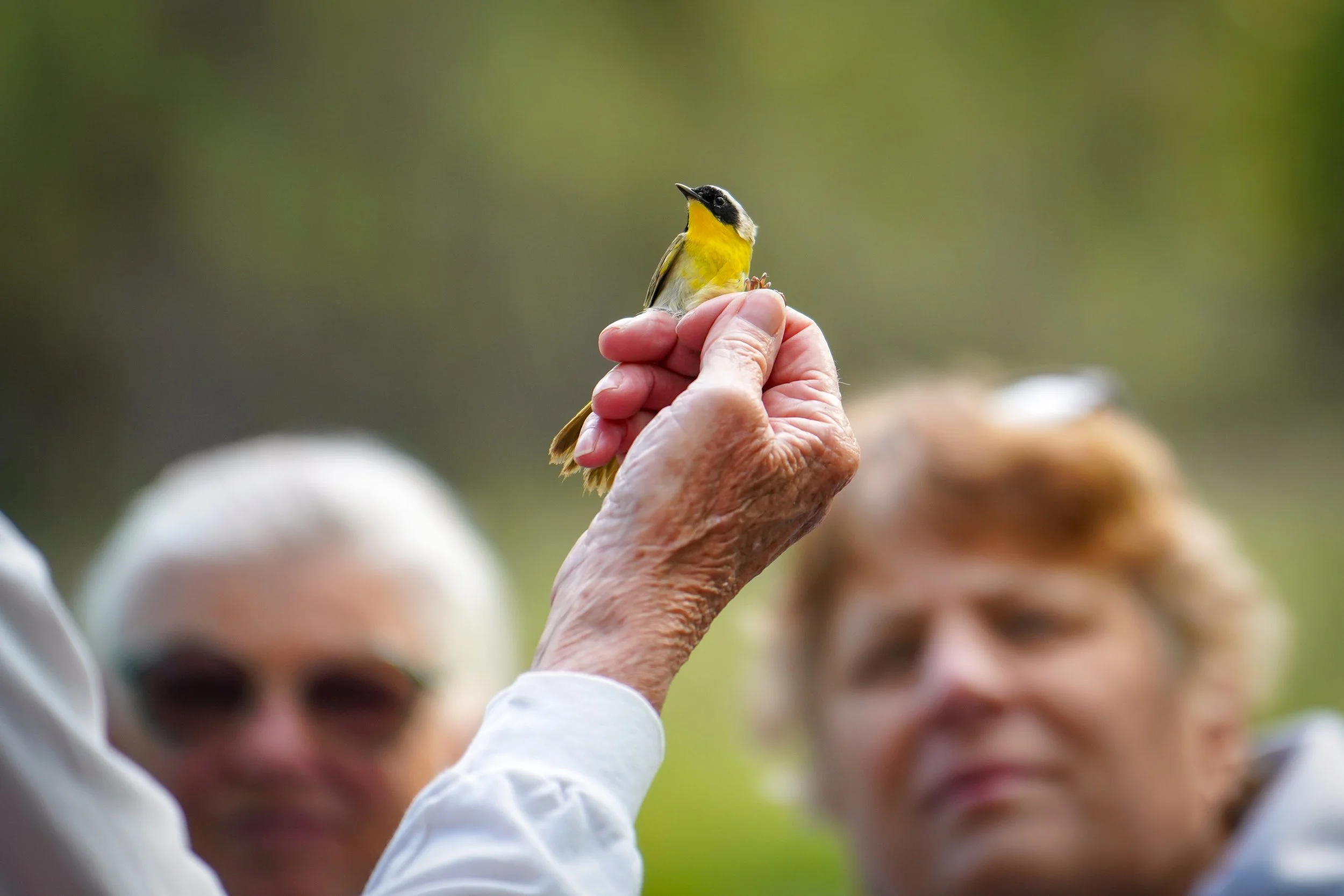 Admiring a Common Yellowthroat