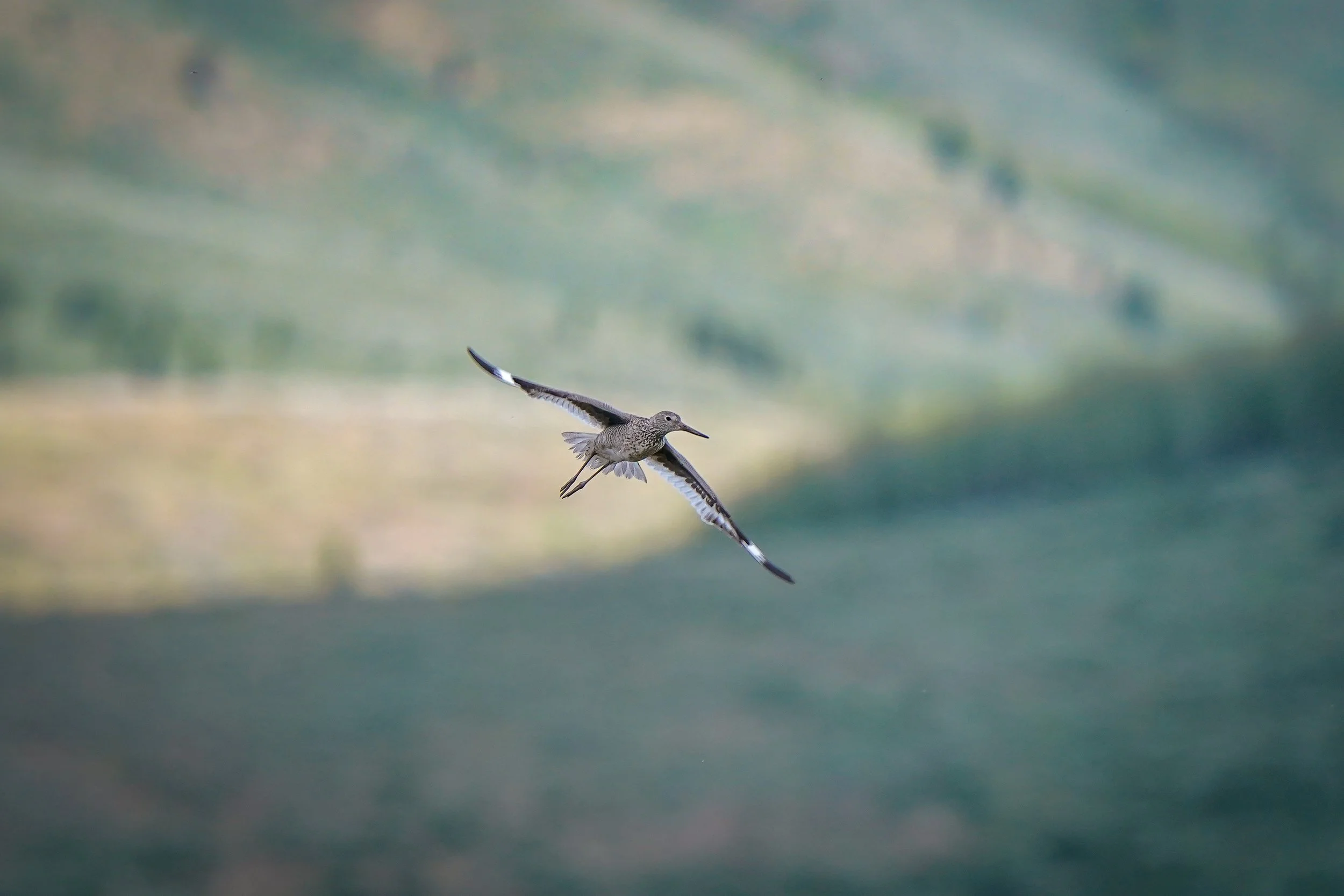 Willet