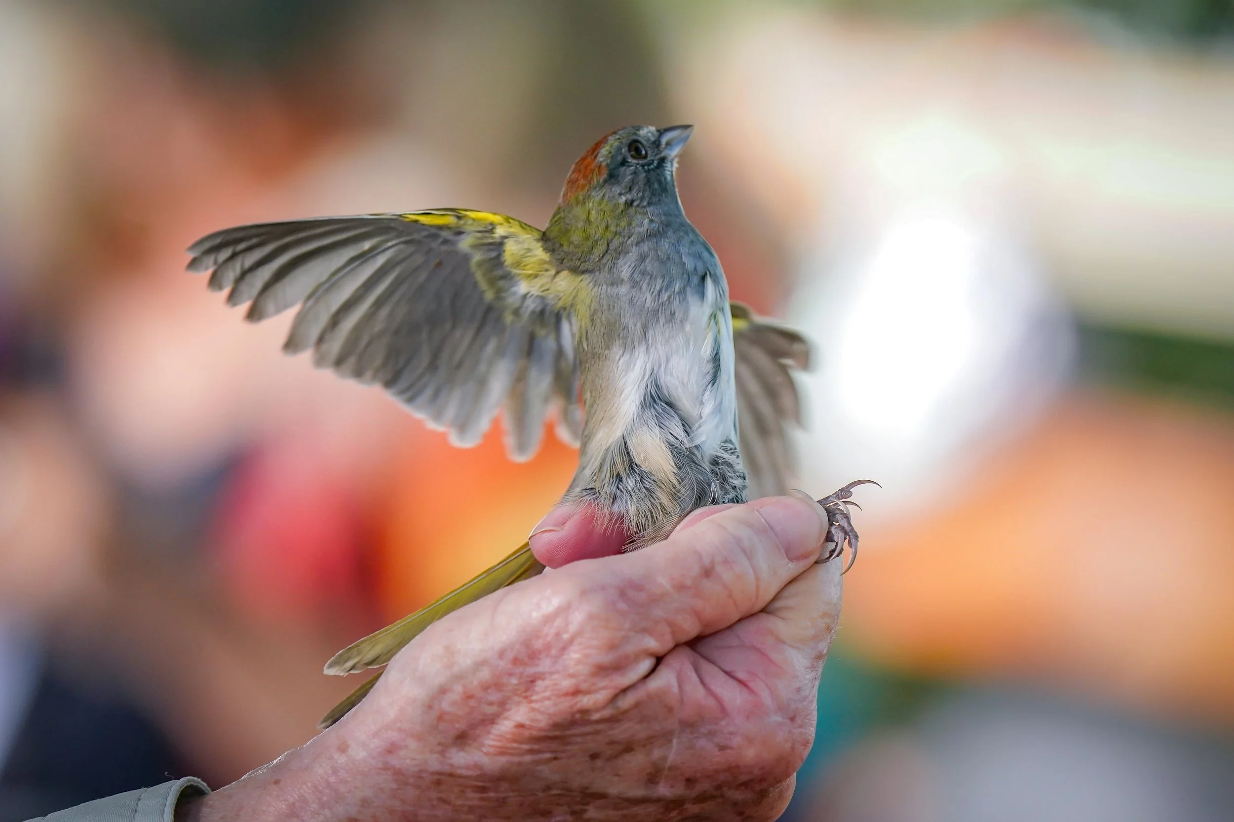 Green-tailed Towhee