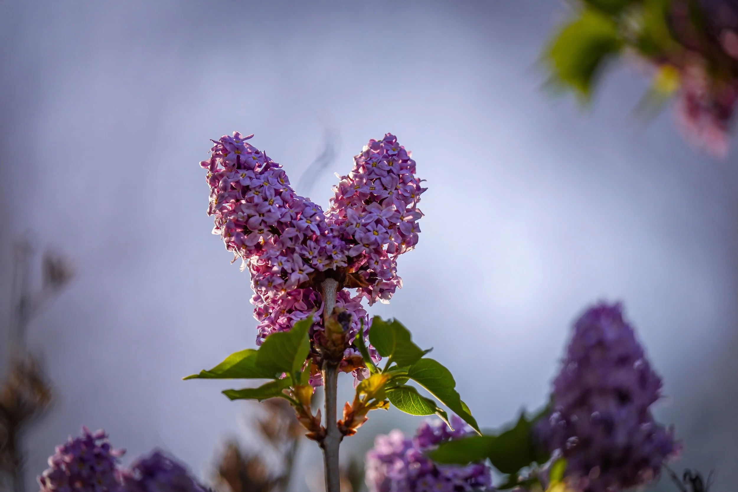 Lilac Love